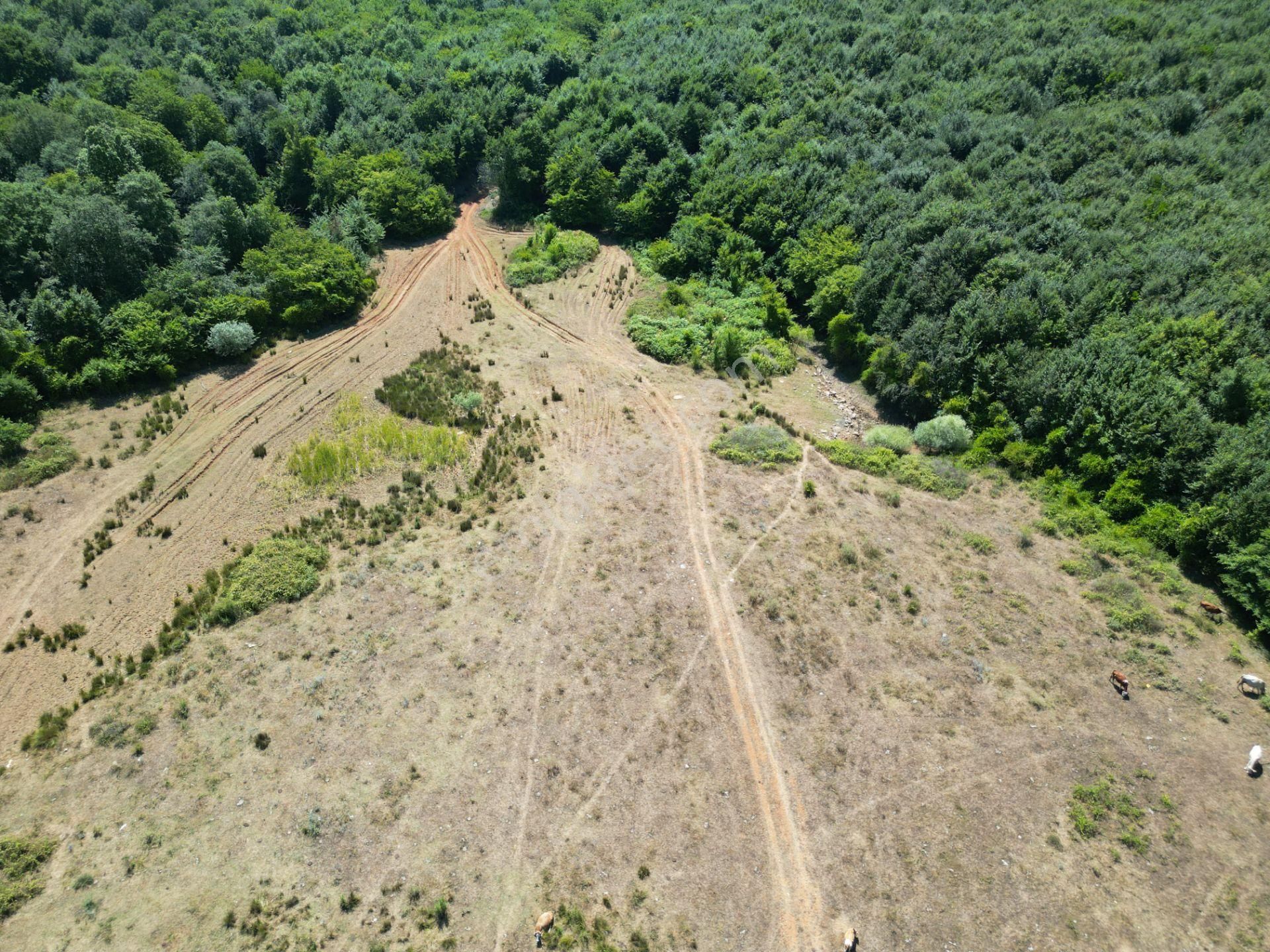 Ormanla Çevrili Plaja Yürüme Mesafesinde 2118 M2 Satılık Hisse - Görsel 4