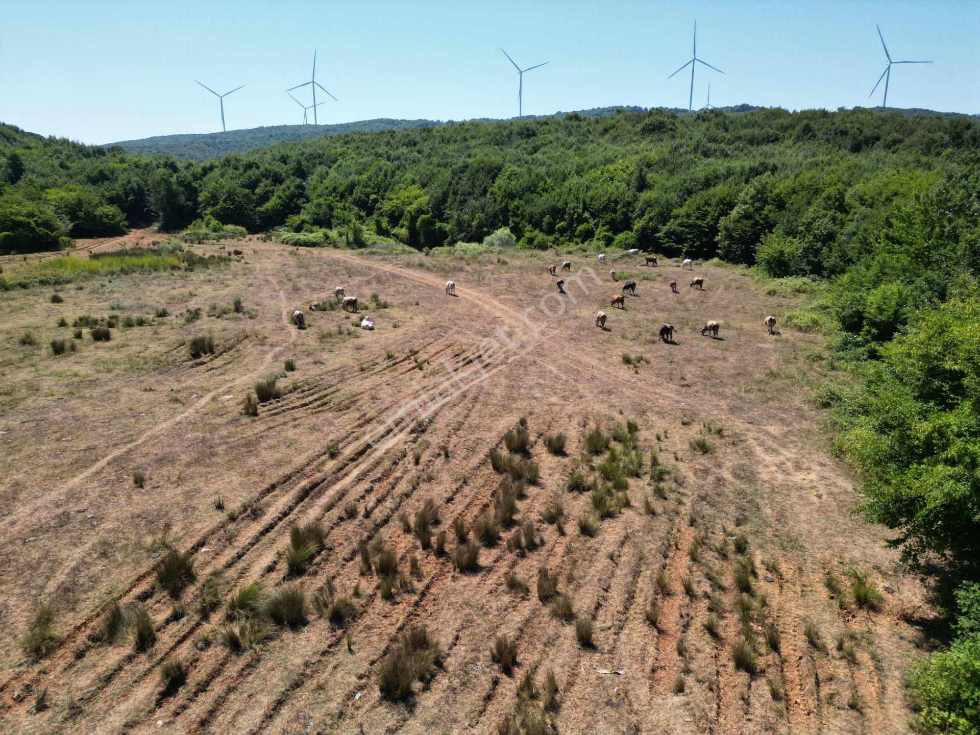 Ormanla Çevrili Plaja Yürüme Mesafesinde 2118 M2 Satılık Hisse - Görsel 19