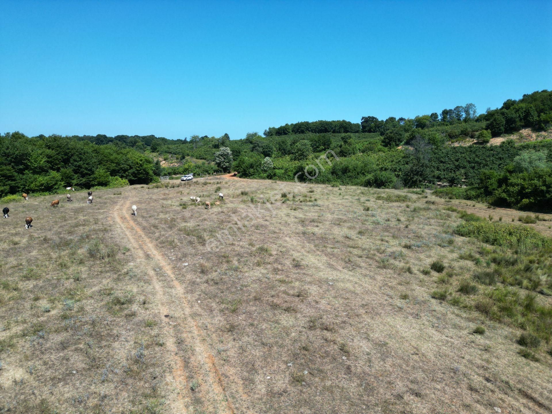 Ormanla Çevrili Plaja Yürüme Mesafesinde 2118 M2 Satılık Hisse - Görsel 22