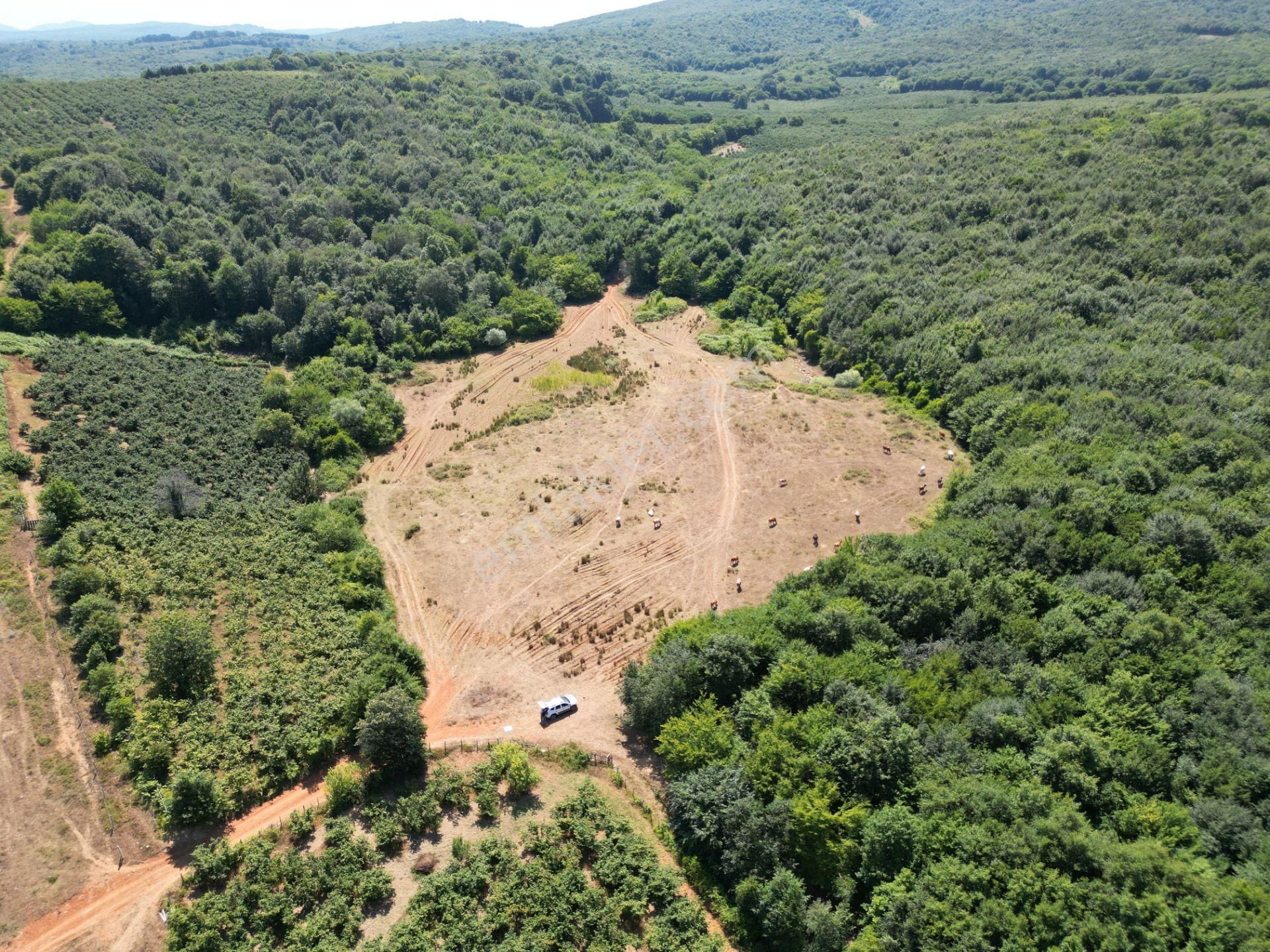Ormanla Çevrili Plaja Yürüme Mesafesinde 2118 M2 Satılık Hisse - Görsel 6