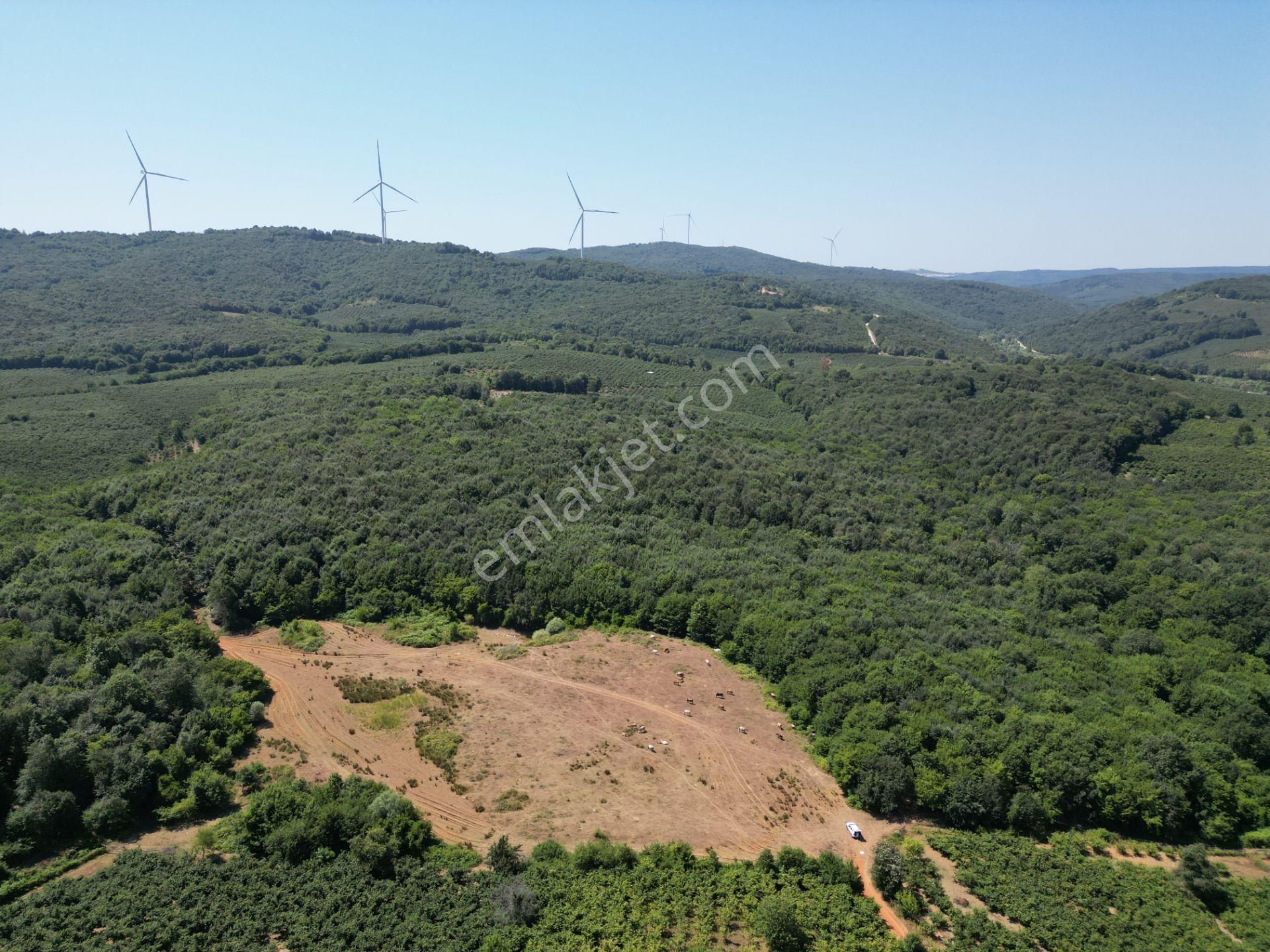 Ormanla Çevrili Plaja Yürüme Mesafesinde 2118 M2 Satılık Hisse - Görsel 14