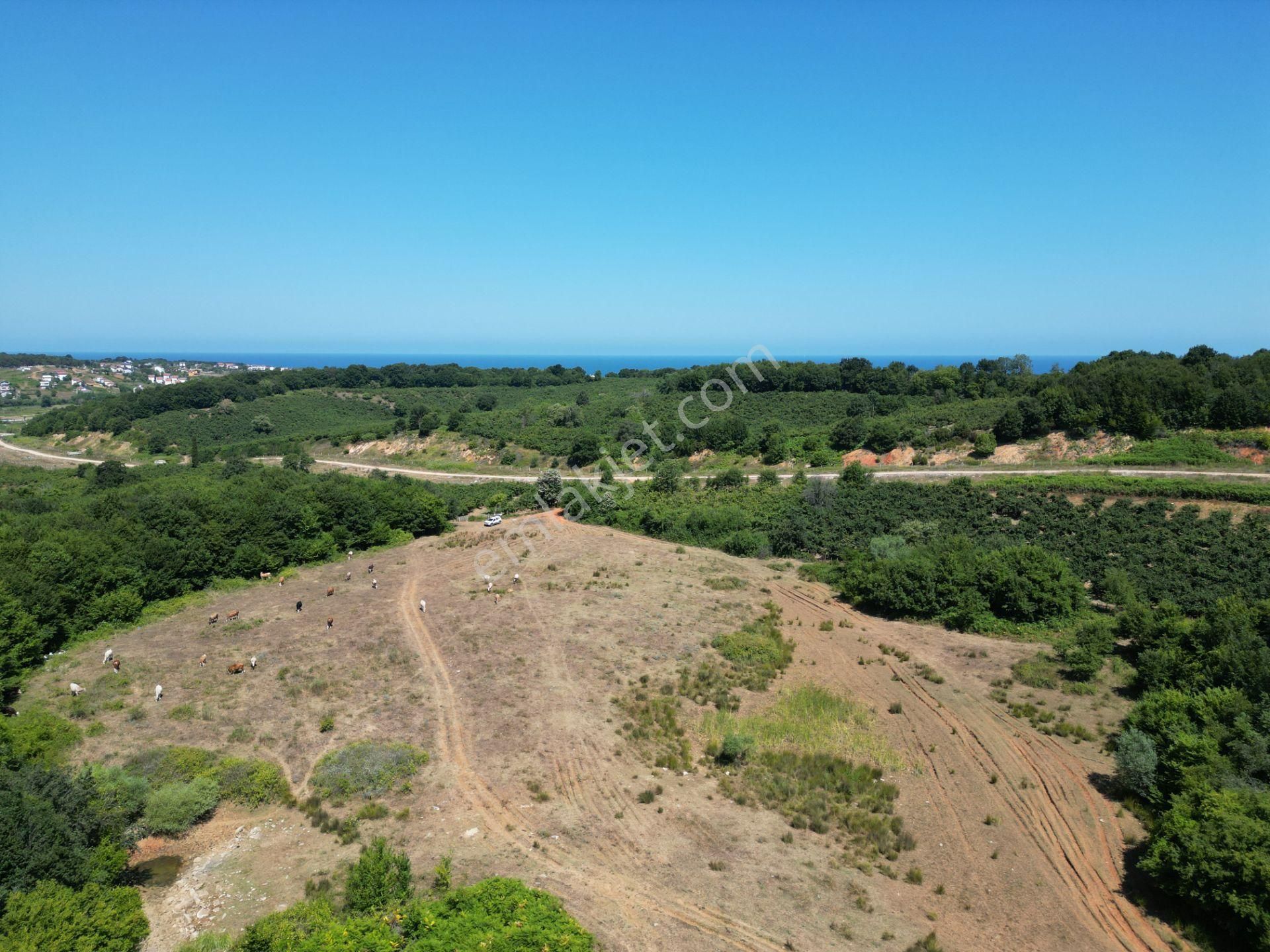 Ormanla Çevrili Plaja Yürüme Mesafesinde 2118 M2 Satılık Hisse - Görsel 25