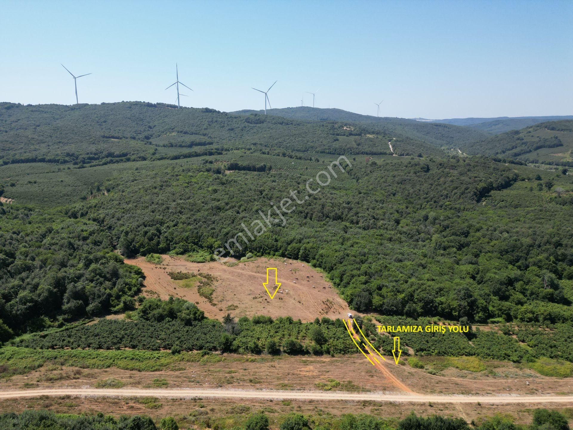 Ormanla Çevrili Plaja Yürüme Mesafesinde 2118 M2 Satılık Hisse - Görsel 2