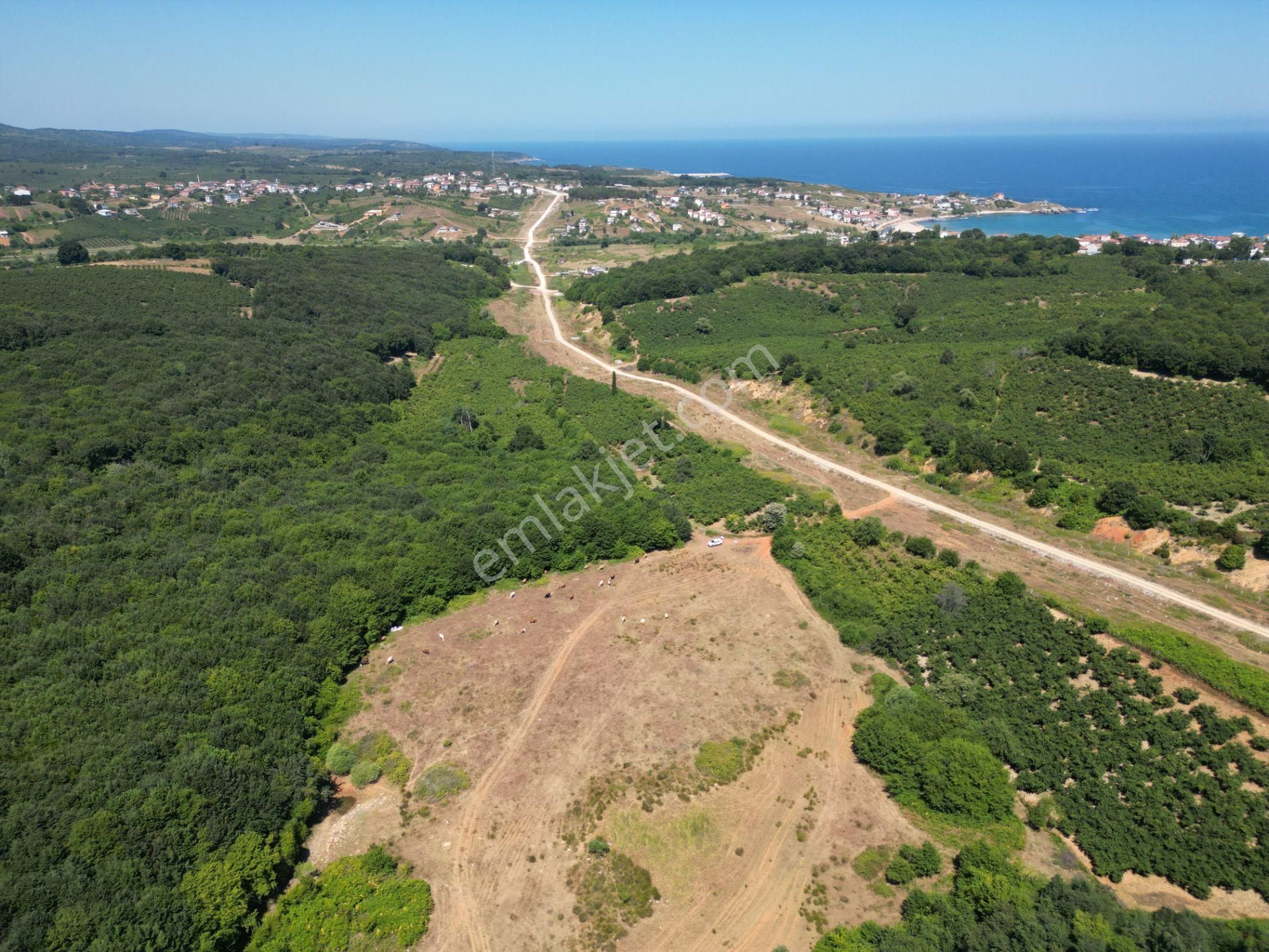 Ormanla Çevrili Plaja Yürüme Mesafesinde 2118 M2 Satılık Hisse - Görsel 8