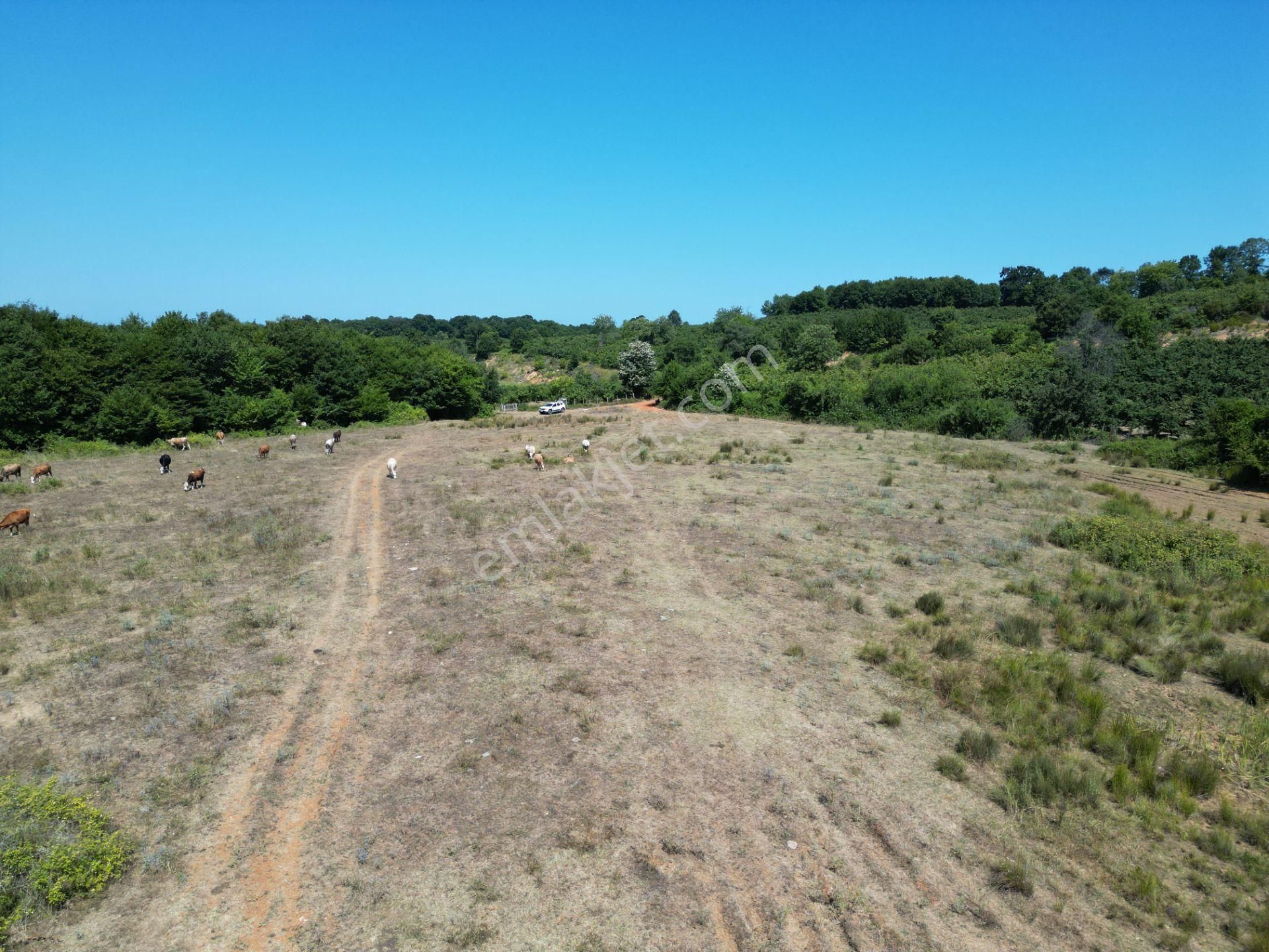 Ormanla Çevrili Plaja Yürüme Mesafesinde 2118 M2 Satılık Hisse - Görsel 21