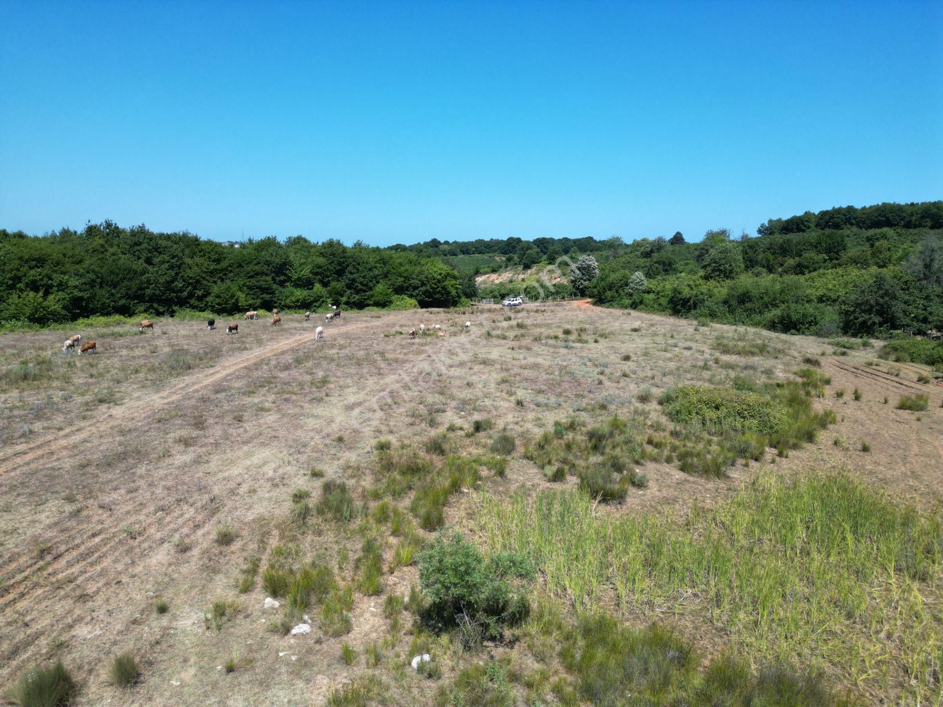 Ormanla Çevrili Plaja Yürüme Mesafesinde 2118 M2 Satılık Hisse - Görsel 20