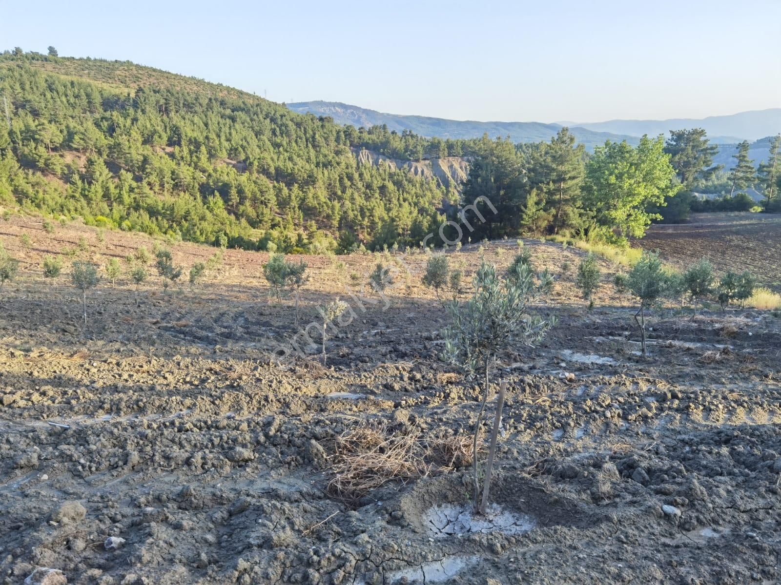 Fark20'den Kale/özlüce'de 14,5 Dönüm Zeytinlik