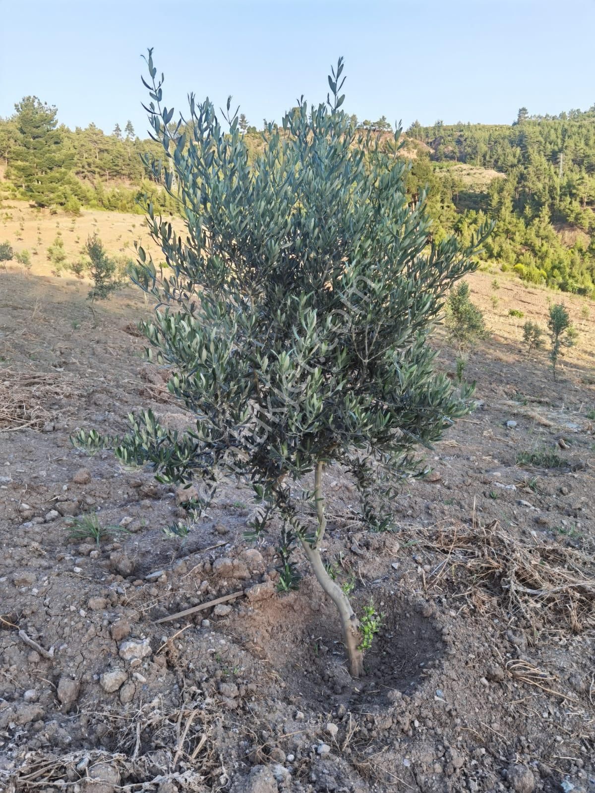 Fark20'den Kale/özlüce'de 14,5 Dönüm Zeytinlik - Görsel 10