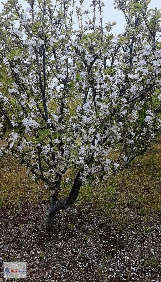 Çatalca Gökçeali De Muhteşem Konumda Meyve Bahçeli Müstakil Tapu - Görsel 6
