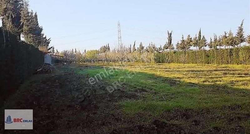 Çatalca Gökçeali De Muhteşem Konumda Meyve Bahçeli Müstakil Tapu - Görsel 3