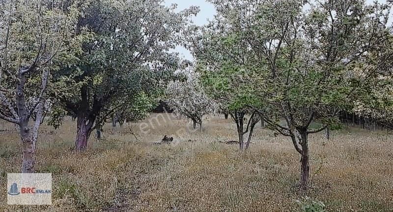 Çatalca Gökçeali De Muhteşem Konumda Meyve Bahçeli Müstakil Tapu