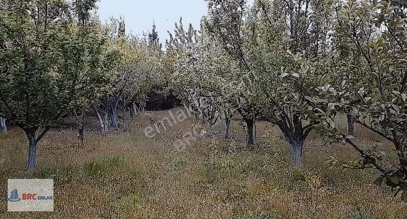 Çatalca Gökçeali De Muhteşem Konumda Meyve Bahçeli Müstakil Tapu - Görsel 11