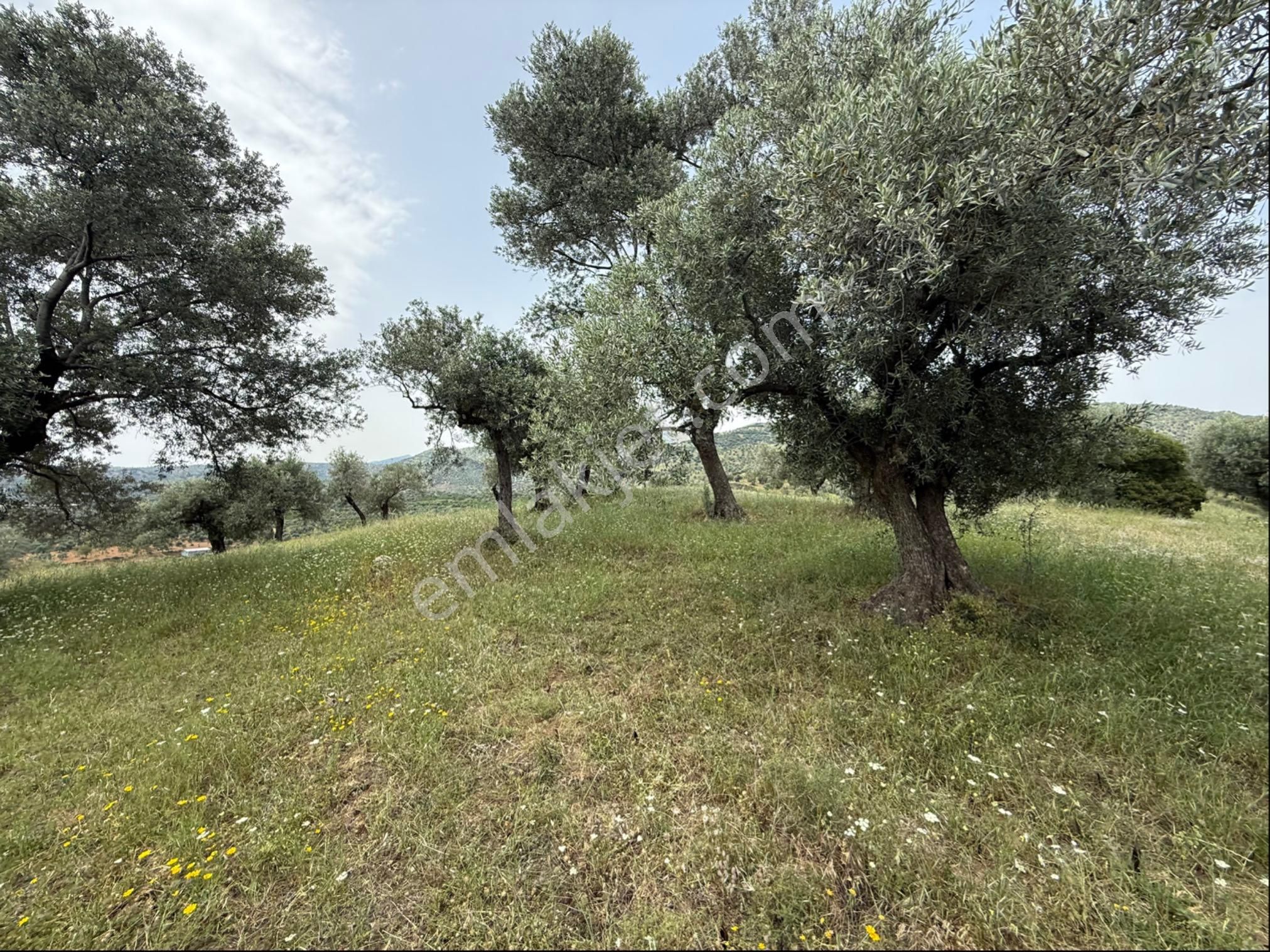 Ocaklı Mah. De Sahibinden Satılık Zeytinlik - 1882m2