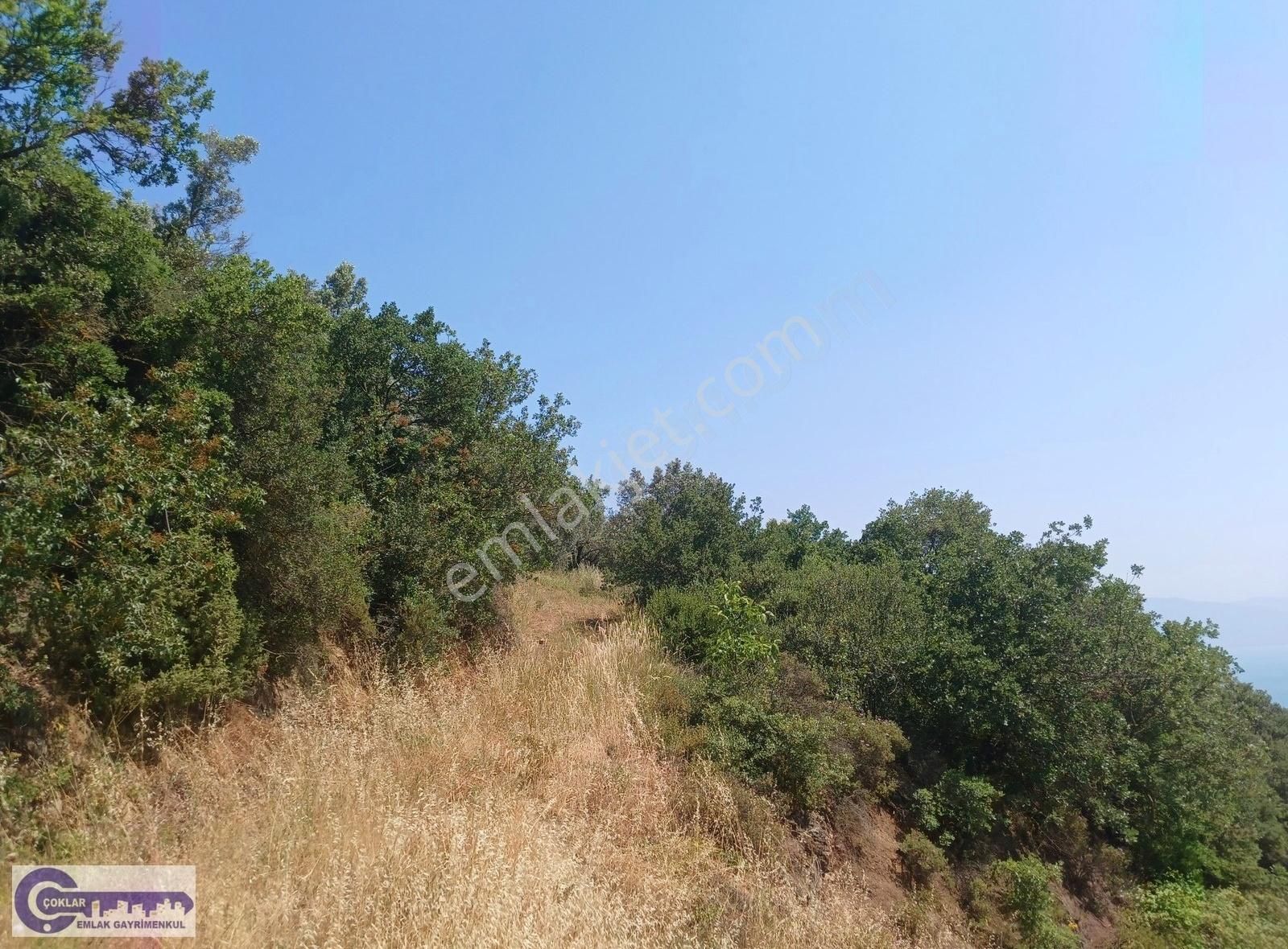 Çoklar'dan Çakırlı Köyünde Resmi Yola Cephe 2790 M2 Zeytinlik - Görsel 6