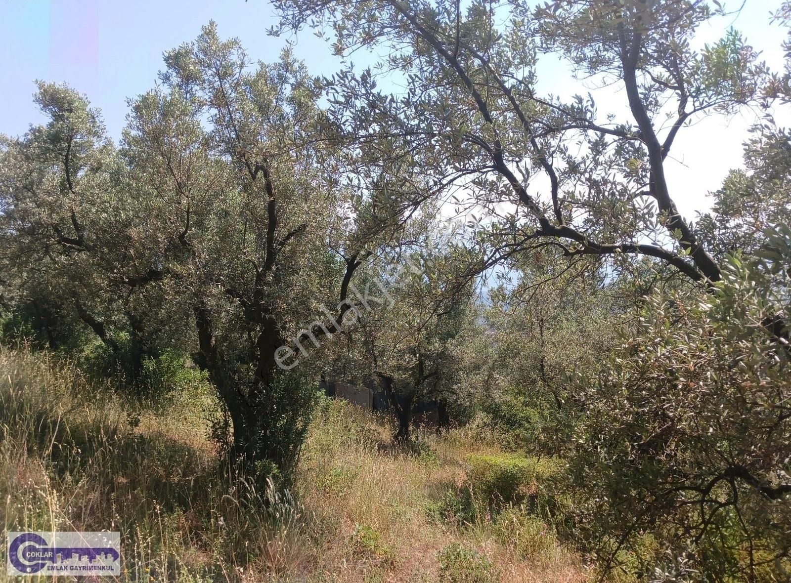 Çoklar'dan Çakırlı Köyünde Resmi Yola Cephe 2790 M2 Zeytinlik - Görsel 9