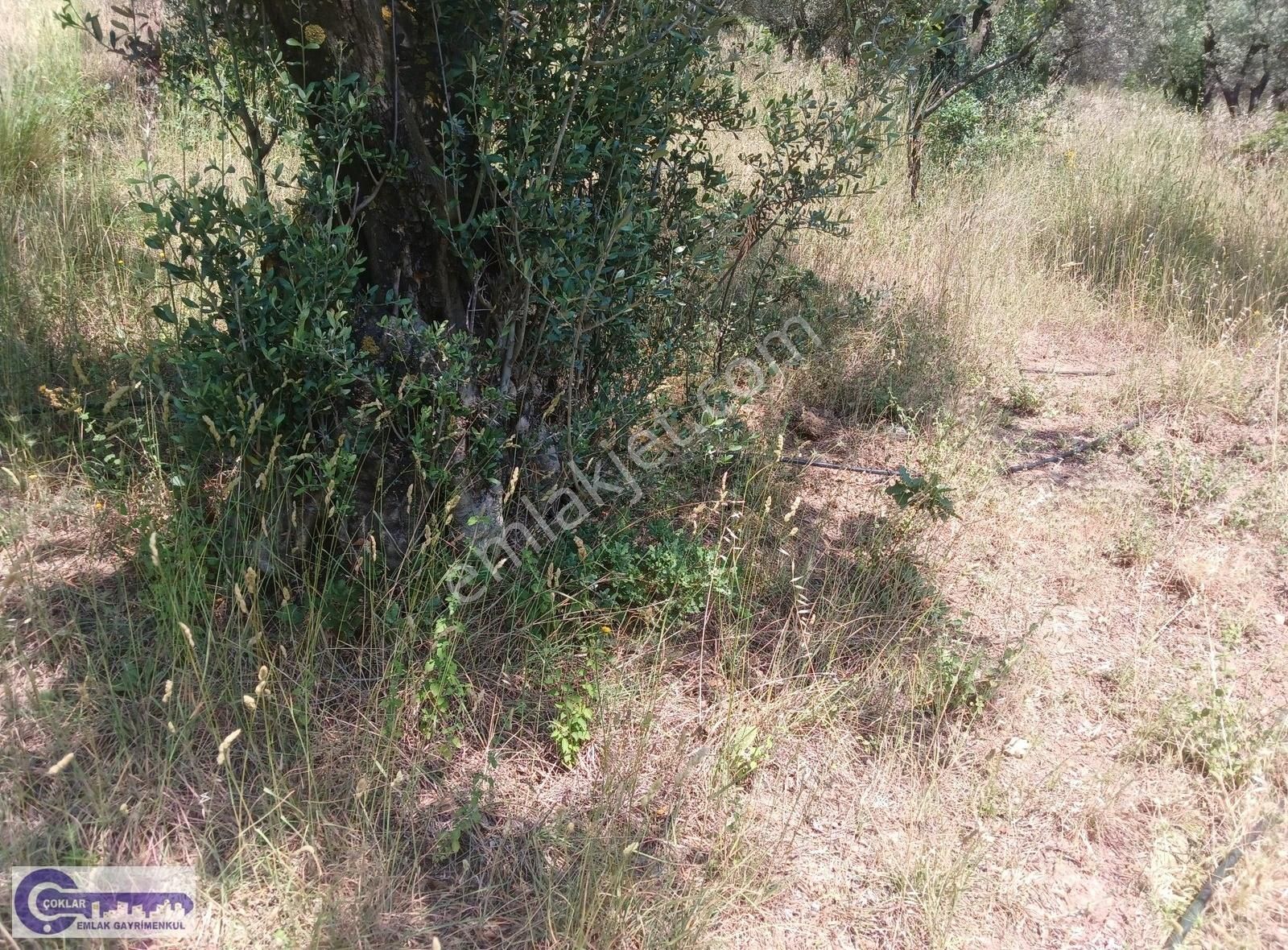 Çoklar'dan Çakırlı Köyünde Resmi Yola Cephe 2790 M2 Zeytinlik - Görsel 13