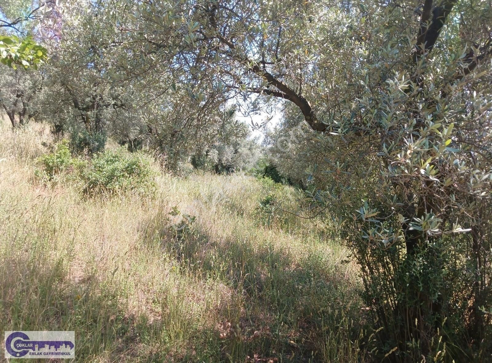 Çoklar'dan Çakırlı Köyünde Resmi Yola Cephe 2790 M2 Zeytinlik - Görsel 3