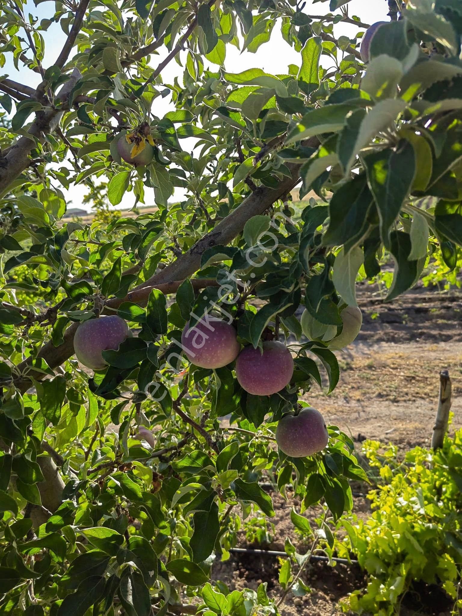 Nasreddin Emlaktan Tuzlukçu Aşağı Mahallede Satılık Müstakil Ev - Görsel 27