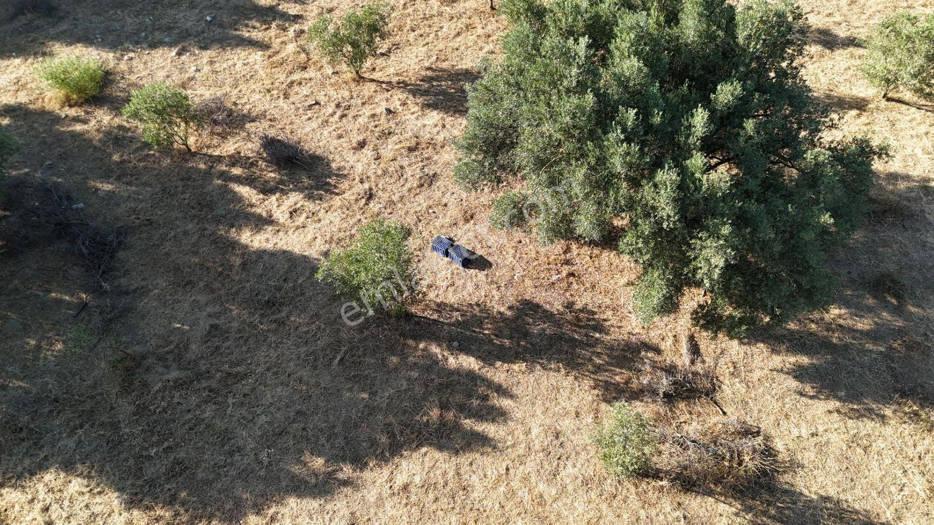 Karacasu Çamköyde Satılık 23 Dönüm Zeytinlik Ve Taş Ev - Görsel 16