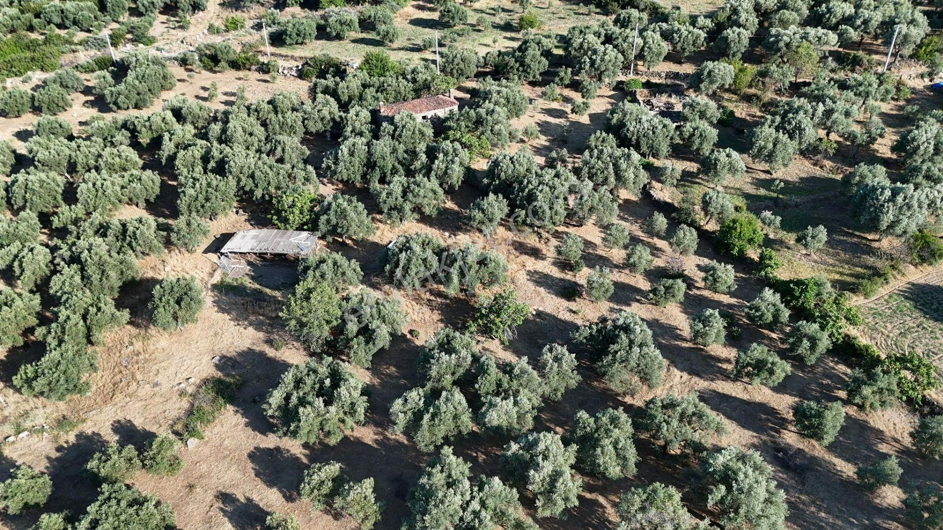 Karacasu Çamköyde Satılık 23 Dönüm Zeytinlik Ve Taş Ev - Görsel 4