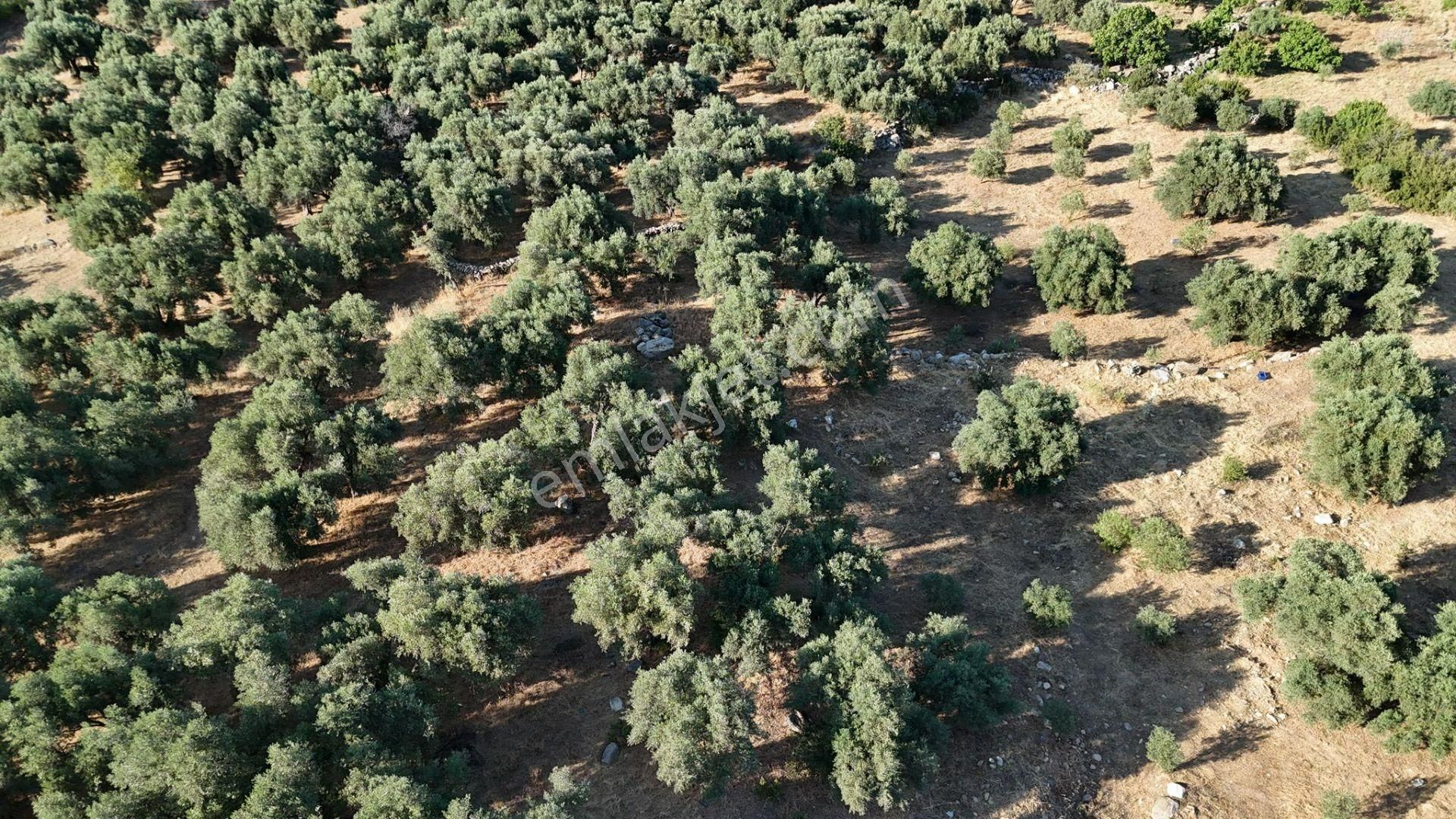 Karacasu Çamköyde Satılık 23 Dönüm Zeytinlik Ve Taş Ev - Görsel 9