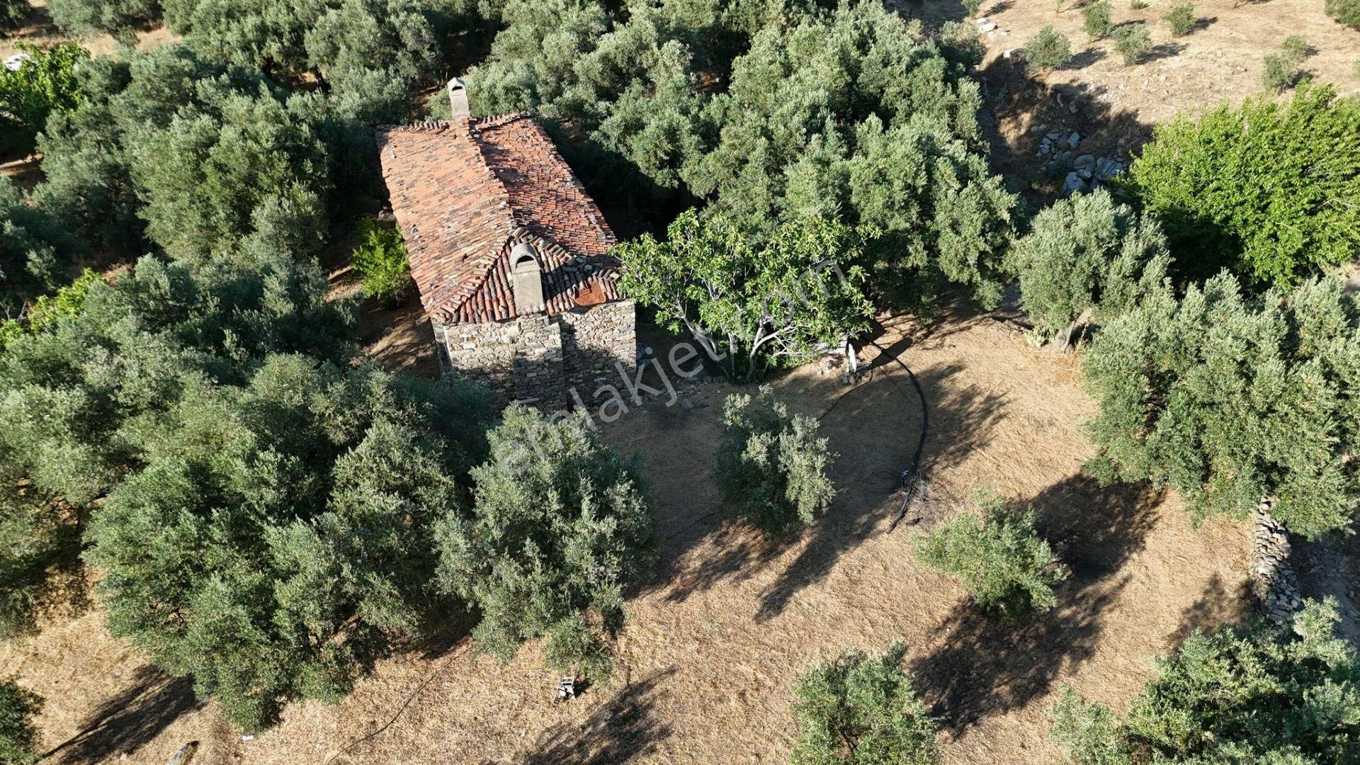 Karacasu Çamköyde Satılık 23 Dönüm Zeytinlik Ve Taş Ev - Görsel 12