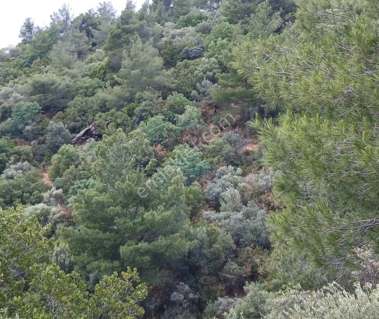 İzmir İli, Bayındır İlçesi, Çiftçi Gediği Köyünde Oğuzay Emlak’tan Satılık Zeytinlik