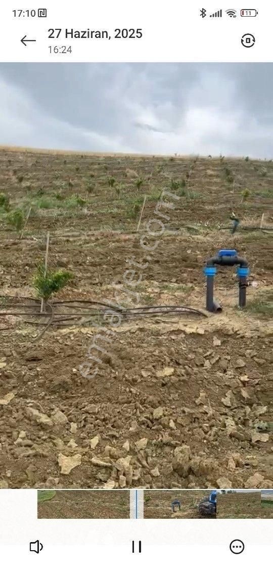 Gölet Kenarı Dabulyumurkot Mandalina Bahçesi