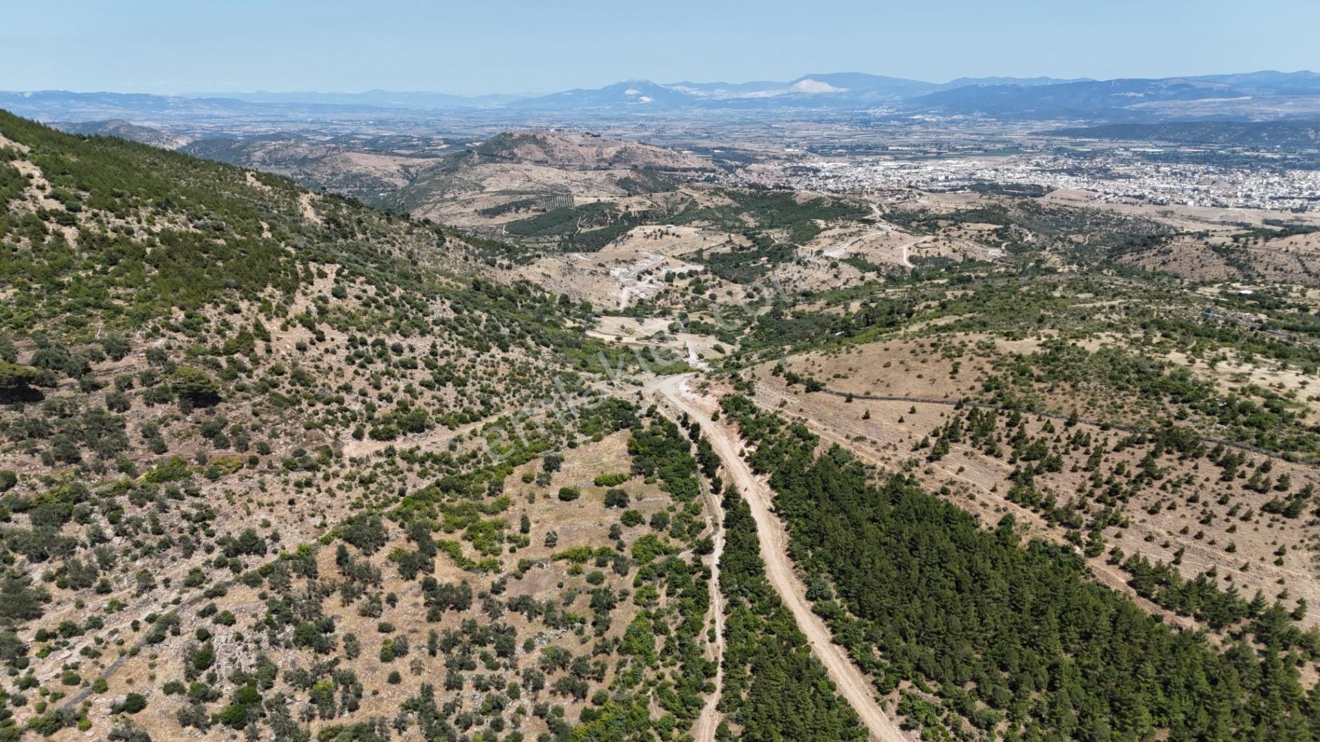 Bergama Tiyelti Köyünde 4 Dönüm Zeytinlik Satışta - Görsel 6