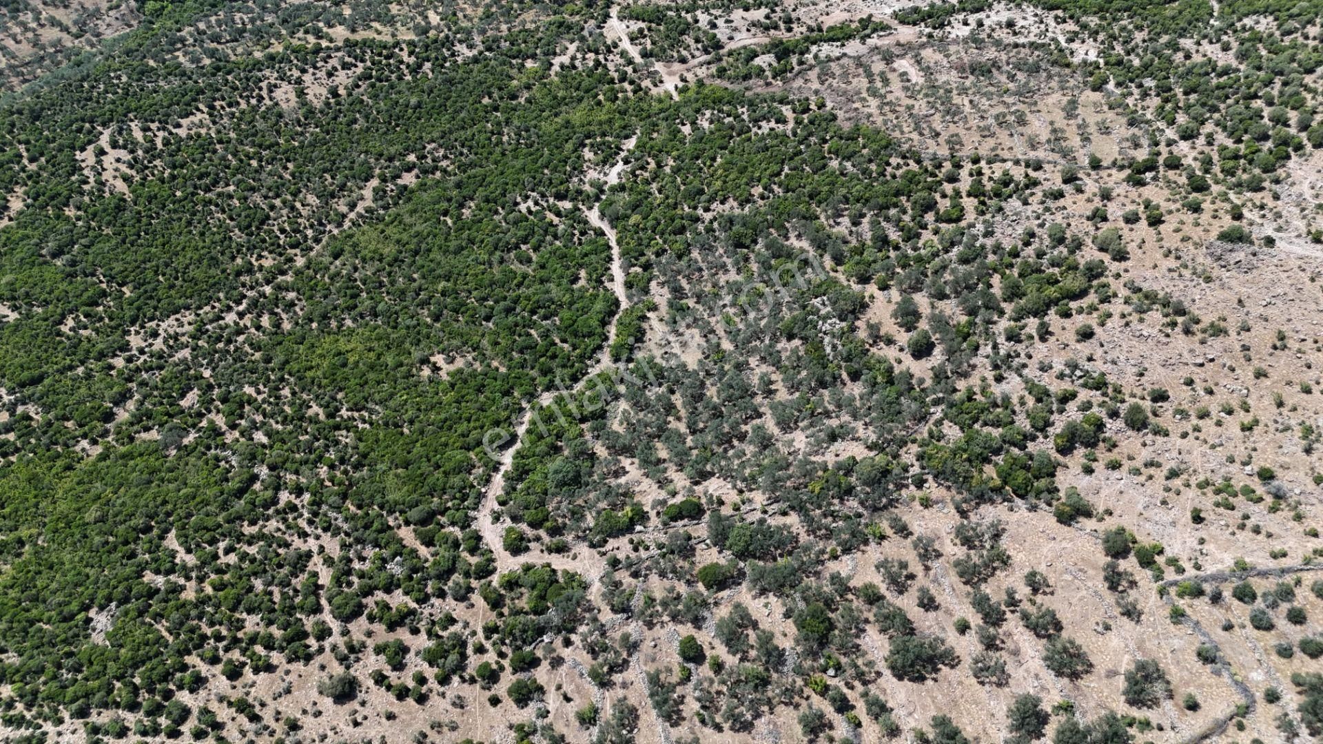 Bergama Tiyelti Köyünde 4 Dönüm Zeytinlik Satışta - Görsel 10