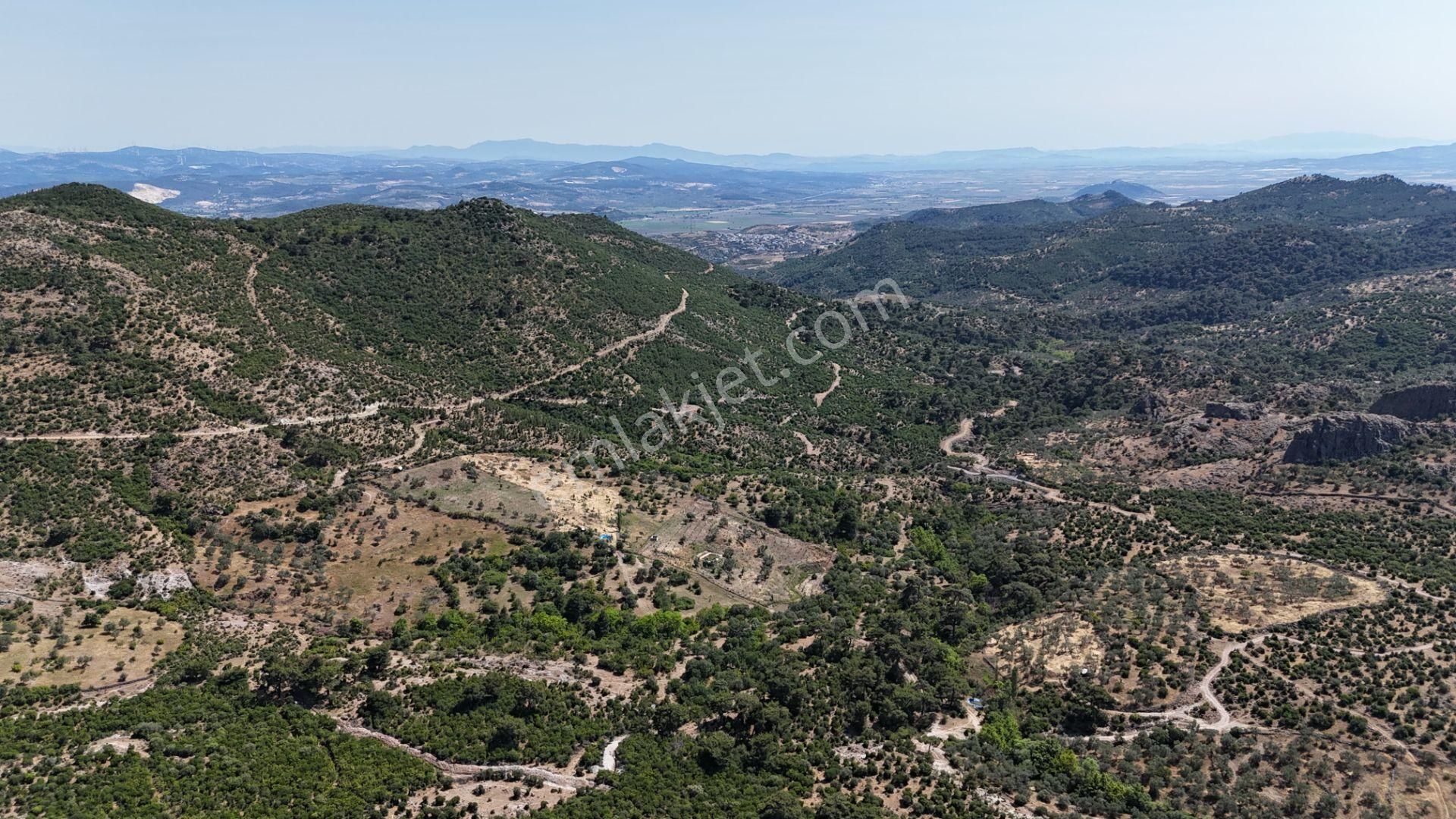 Bergama Tiyelti Köyünde 4 Dönüm Zeytinlik Satışta - Görsel 12