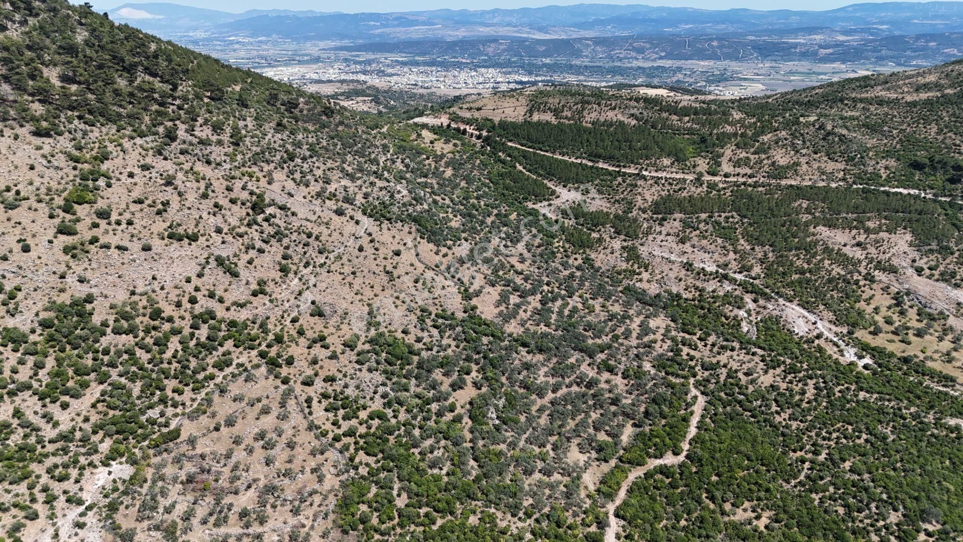 Bergama Tiyelti Köyünde 4 Dönüm Zeytinlik Satışta - Görsel 31