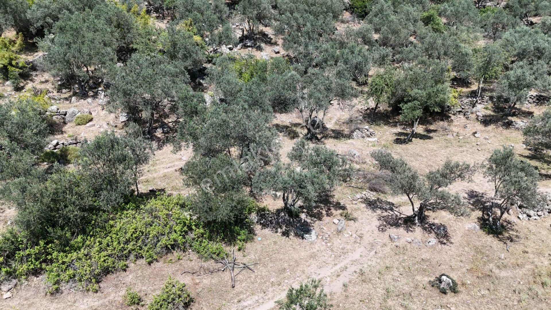 Bergama Tiyelti Köyünde 4 Dönüm Zeytinlik Satışta - Görsel 19