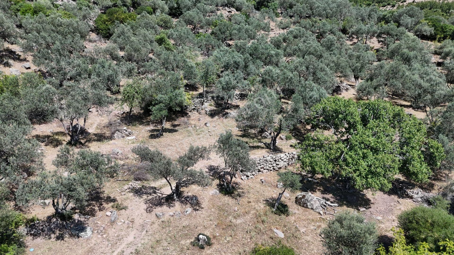 Bergama Tiyelti Köyünde 4 Dönüm Zeytinlik Satışta - Görsel 9