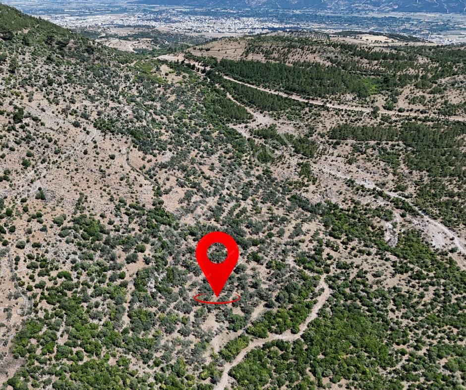 Bergama Tiyelti Köyünde 4 Dönüm Zeytinlik Satışta