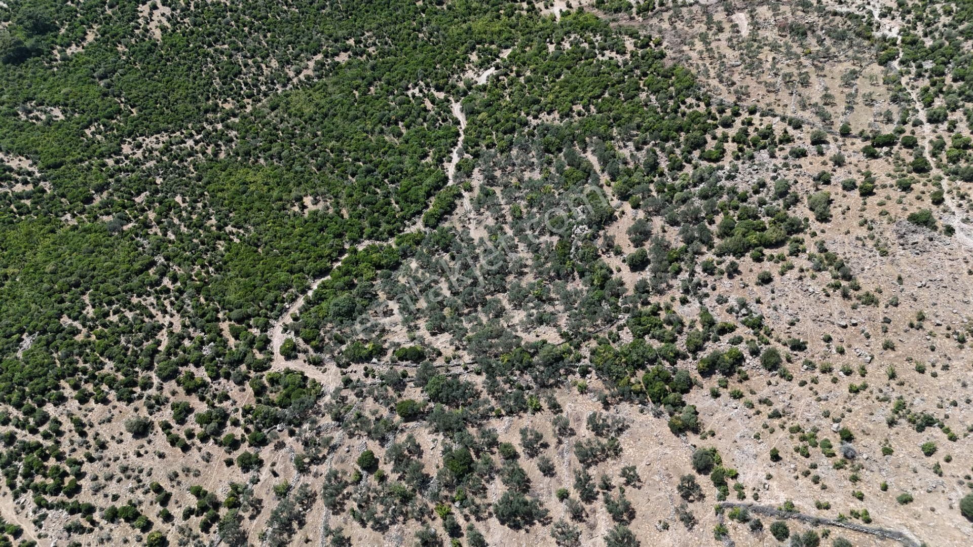 Bergama Tiyelti Köyünde 4 Dönüm Zeytinlik Satışta - Görsel 28