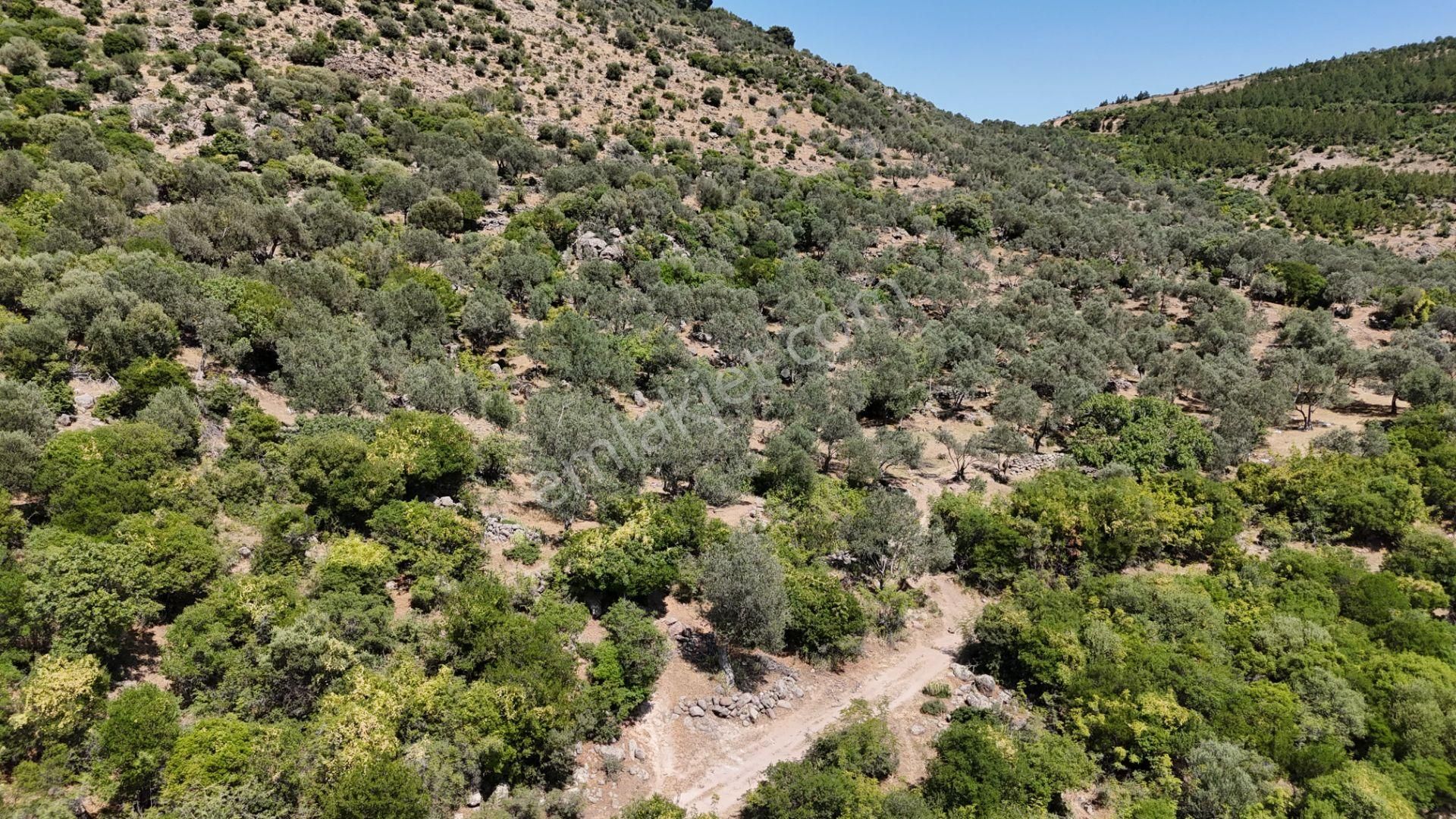 Bergama Tiyelti Köyünde 4 Dönüm Zeytinlik Satışta - Görsel 8