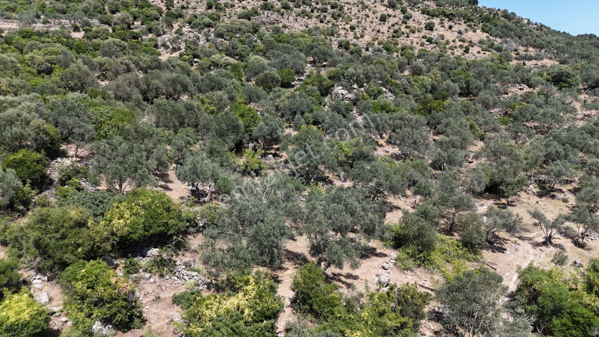 Bergama Tiyelti Köyünde 4 Dönüm Zeytinlik Satışta - Görsel 11