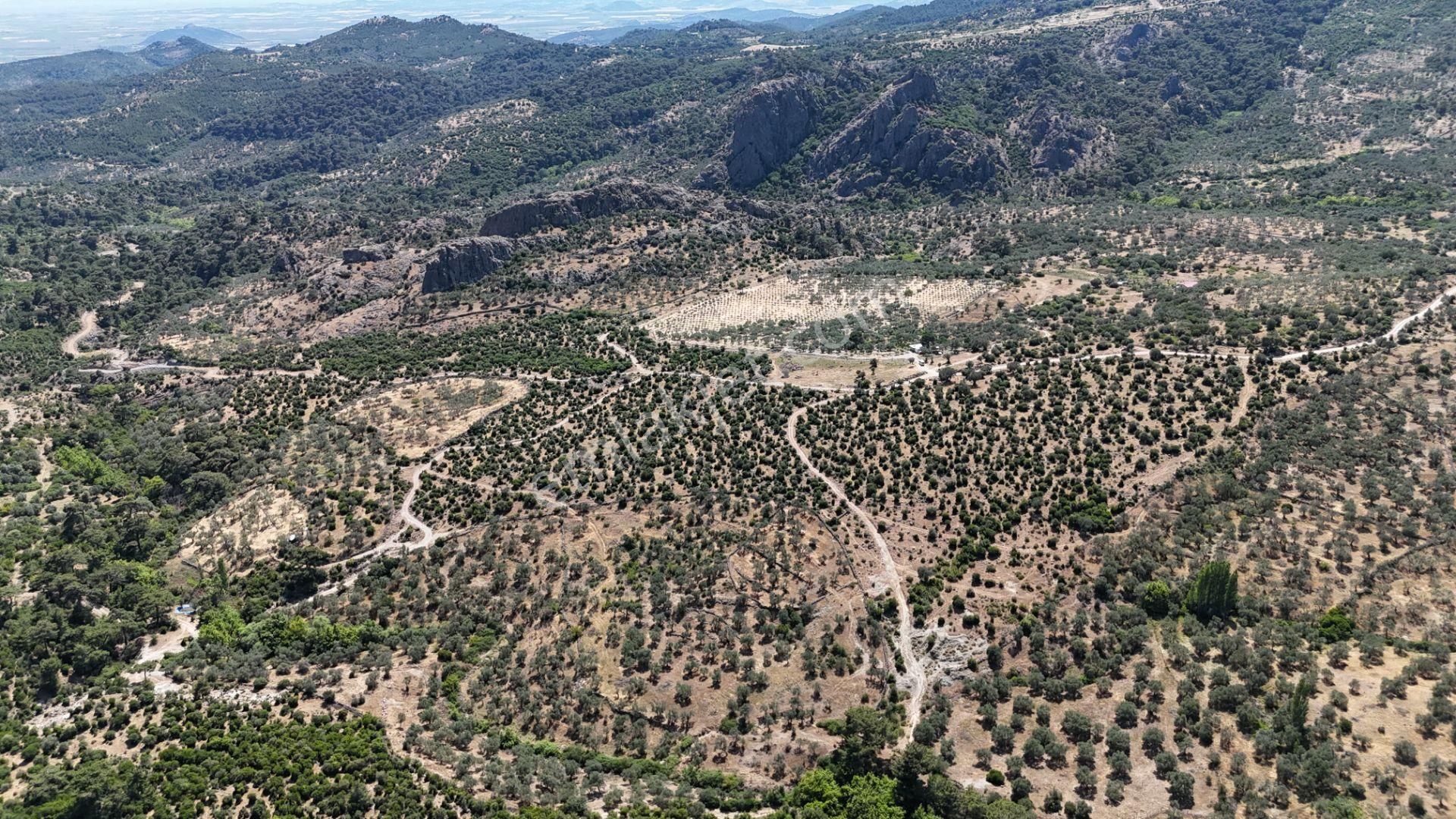 Bergama Tiyelti Köyünde 4 Dönüm Zeytinlik Satışta - Görsel 14