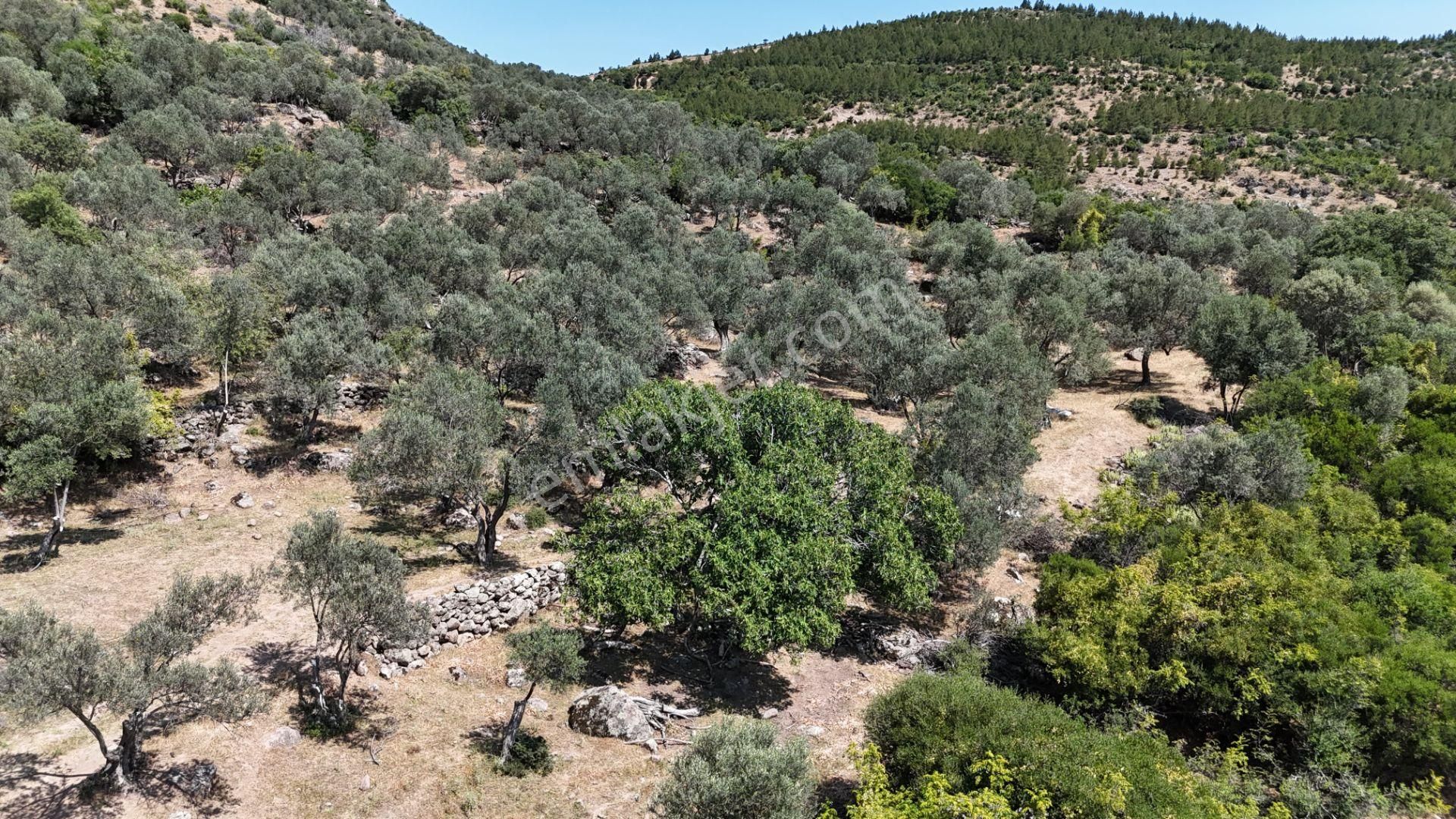 Bergama Tiyelti Köyünde 4 Dönüm Zeytinlik Satışta - Görsel 24