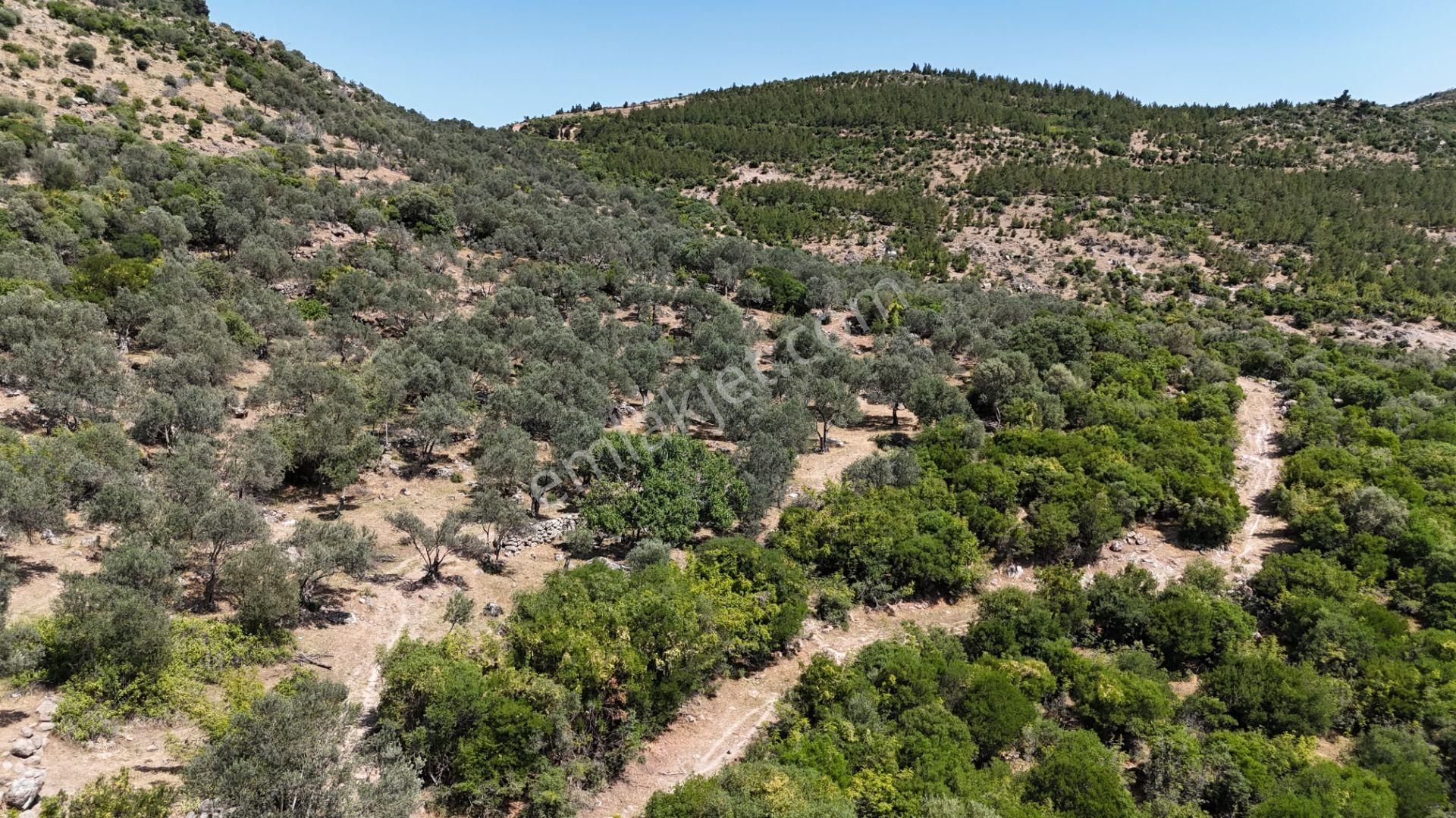 Bergama Tiyelti Köyünde 4 Dönüm Zeytinlik Satışta - Görsel 22