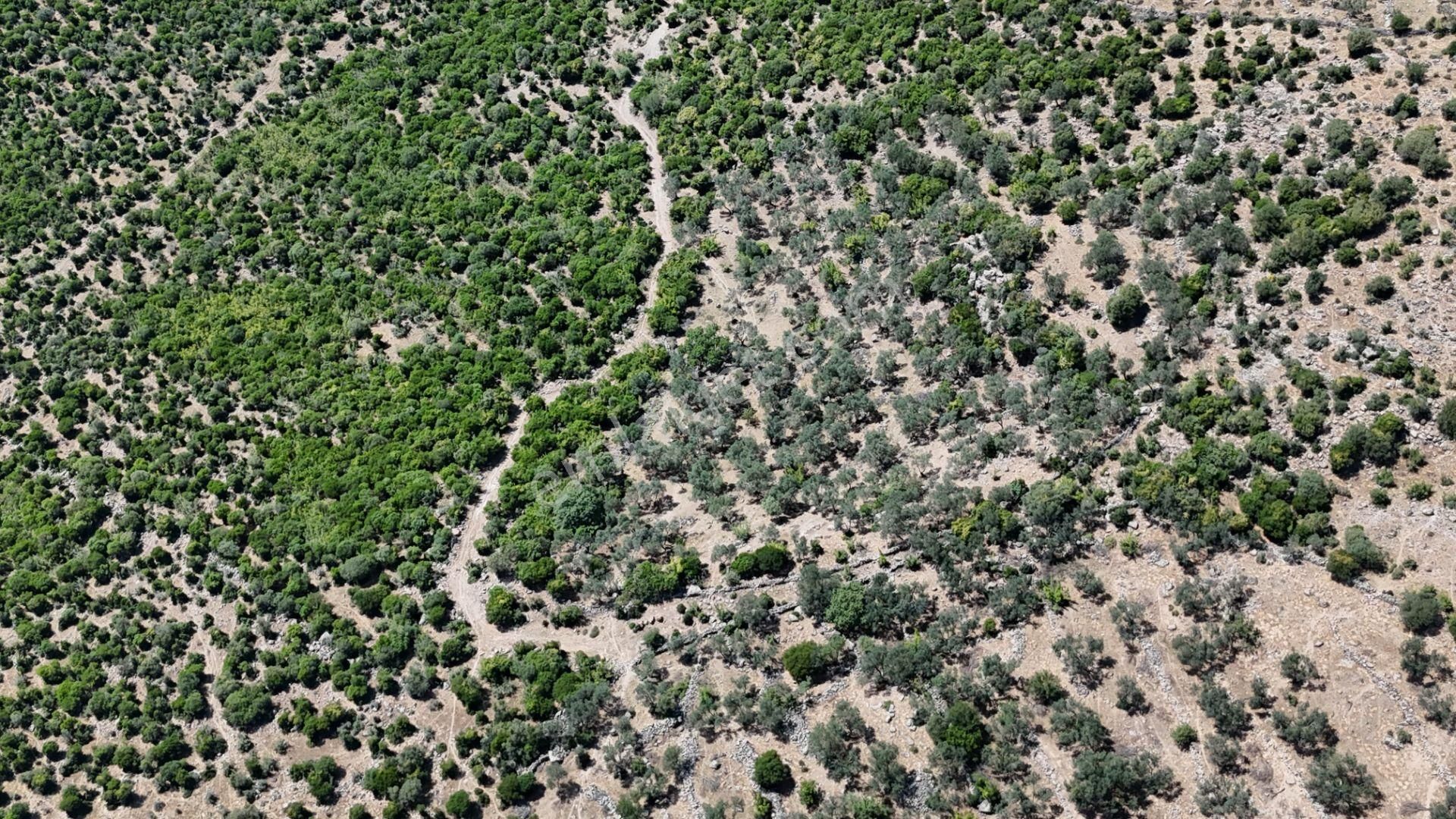 Bergama Tiyelti Köyünde 4 Dönüm Zeytinlik Satışta - Görsel 23