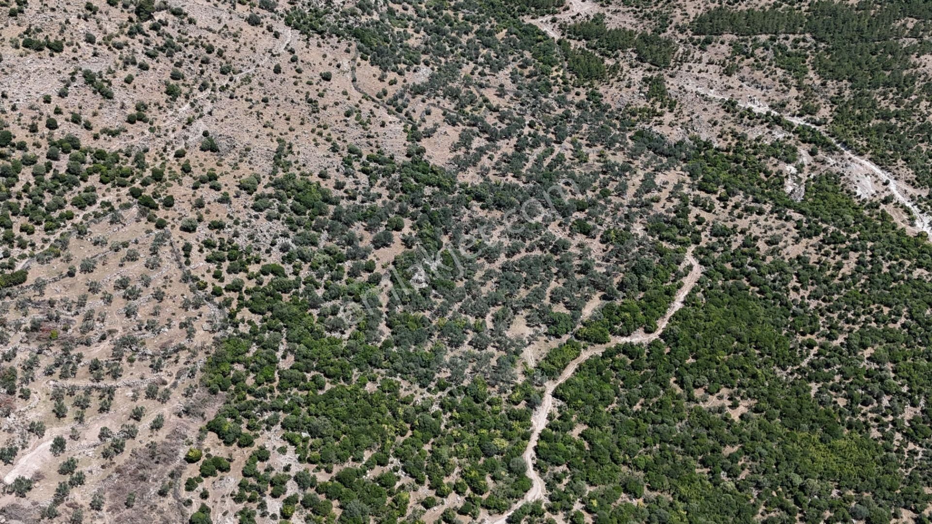 Bergama Tiyelti Köyünde 4 Dönüm Zeytinlik Satışta - Görsel 20