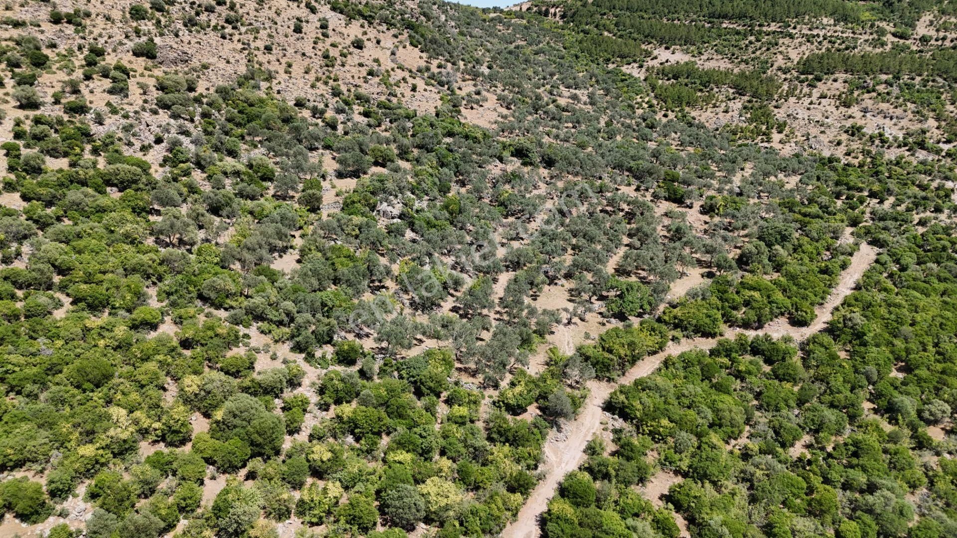 Bergama Tiyelti Köyünde 4 Dönüm Zeytinlik Satışta - Görsel 25