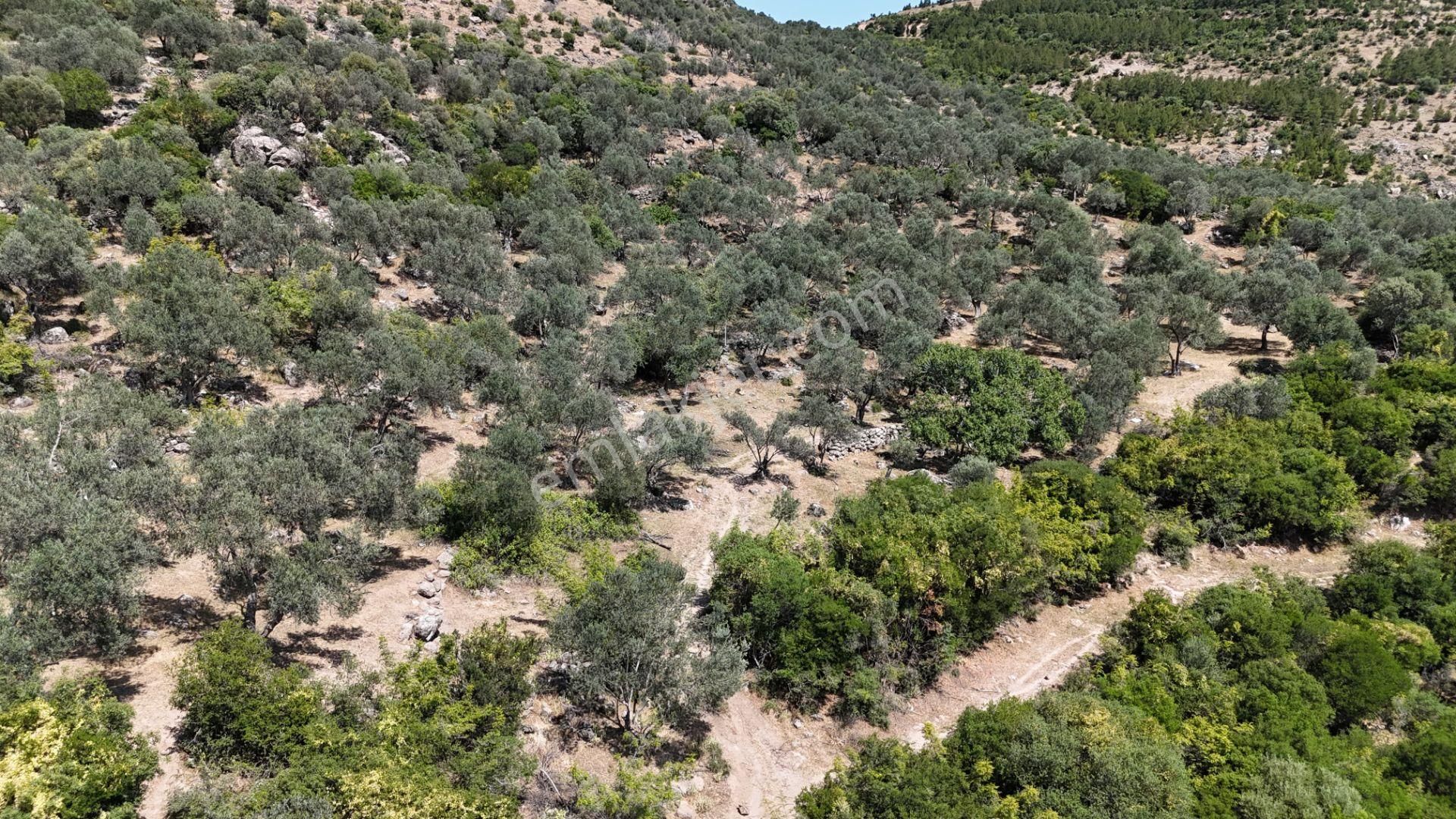 Bergama Tiyelti Köyünde 4 Dönüm Zeytinlik Satışta - Görsel 32