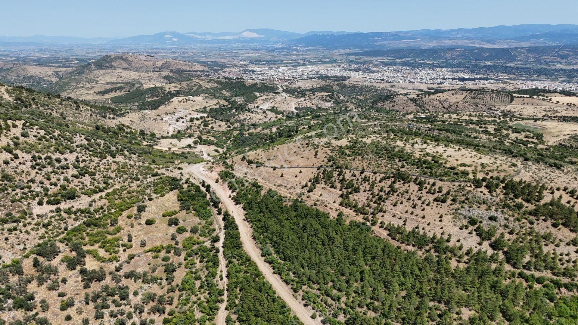 Bergama Tiyelti Köyünde 4 Dönüm Zeytinlik Satışta - Görsel 27