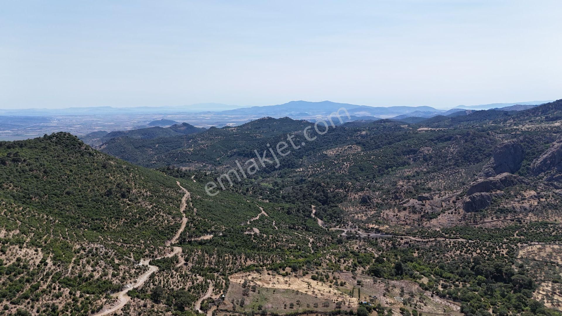 Bergama Tiyelti Köyünde 4 Dönüm Zeytinlik Satışta - Görsel 21