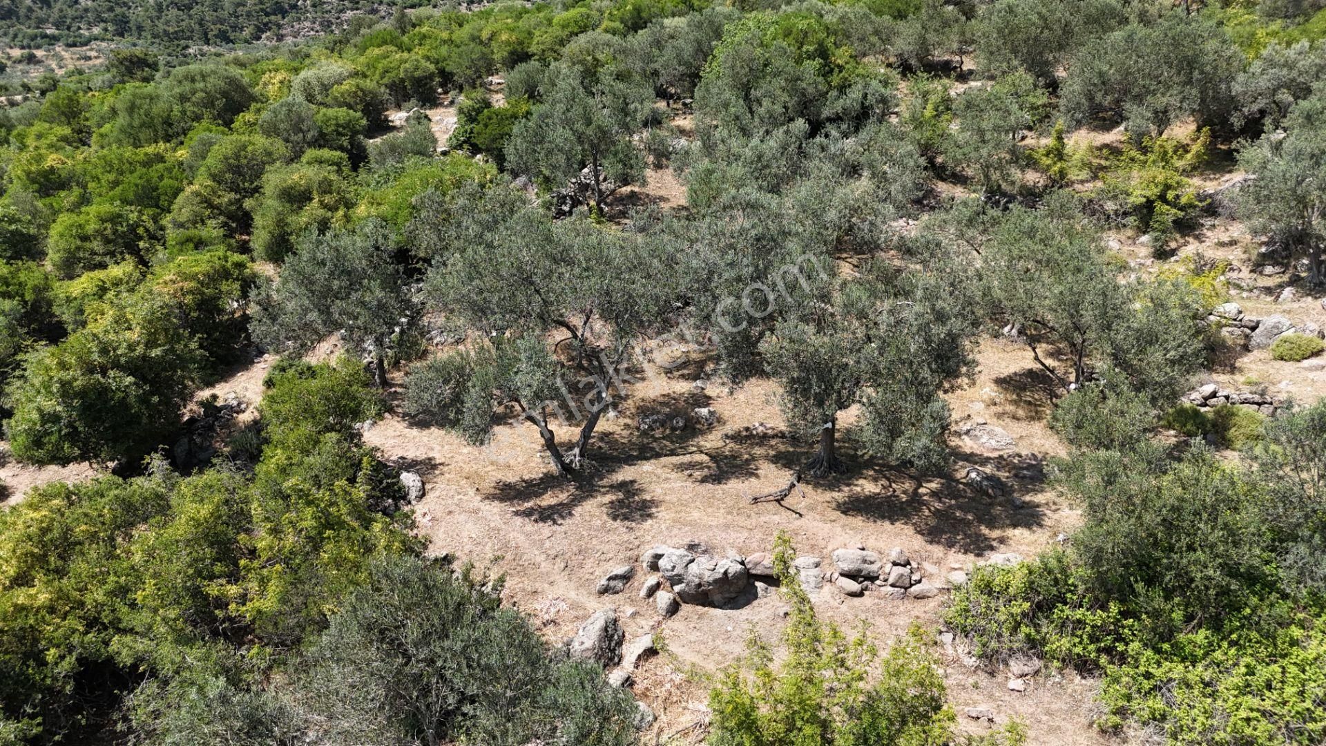 Bergama Tiyelti Köyünde 4 Dönüm Zeytinlik Satışta - Görsel 15