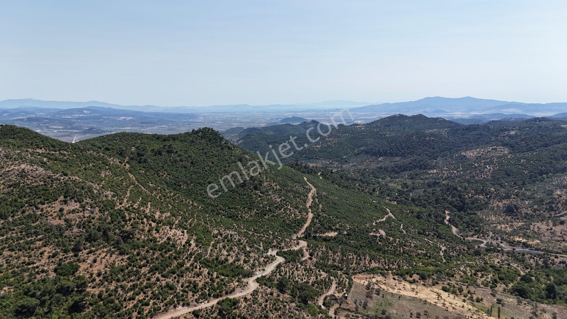 Bergama Tiyelti Köyünde 4 Dönüm Zeytinlik Satışta - Görsel 13