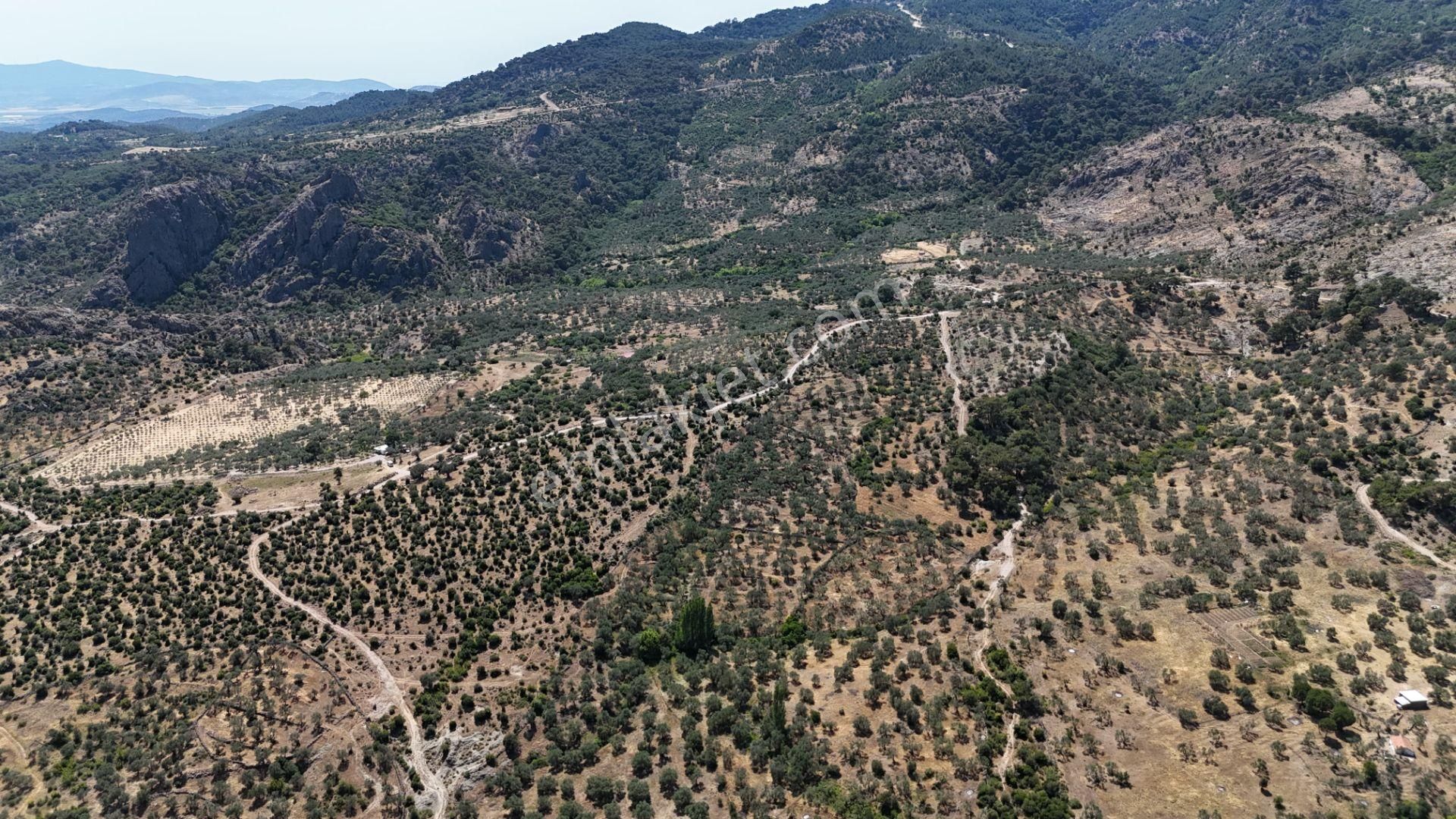 Bergama Tiyelti Köyünde 4 Dönüm Zeytinlik Satışta - Görsel 17